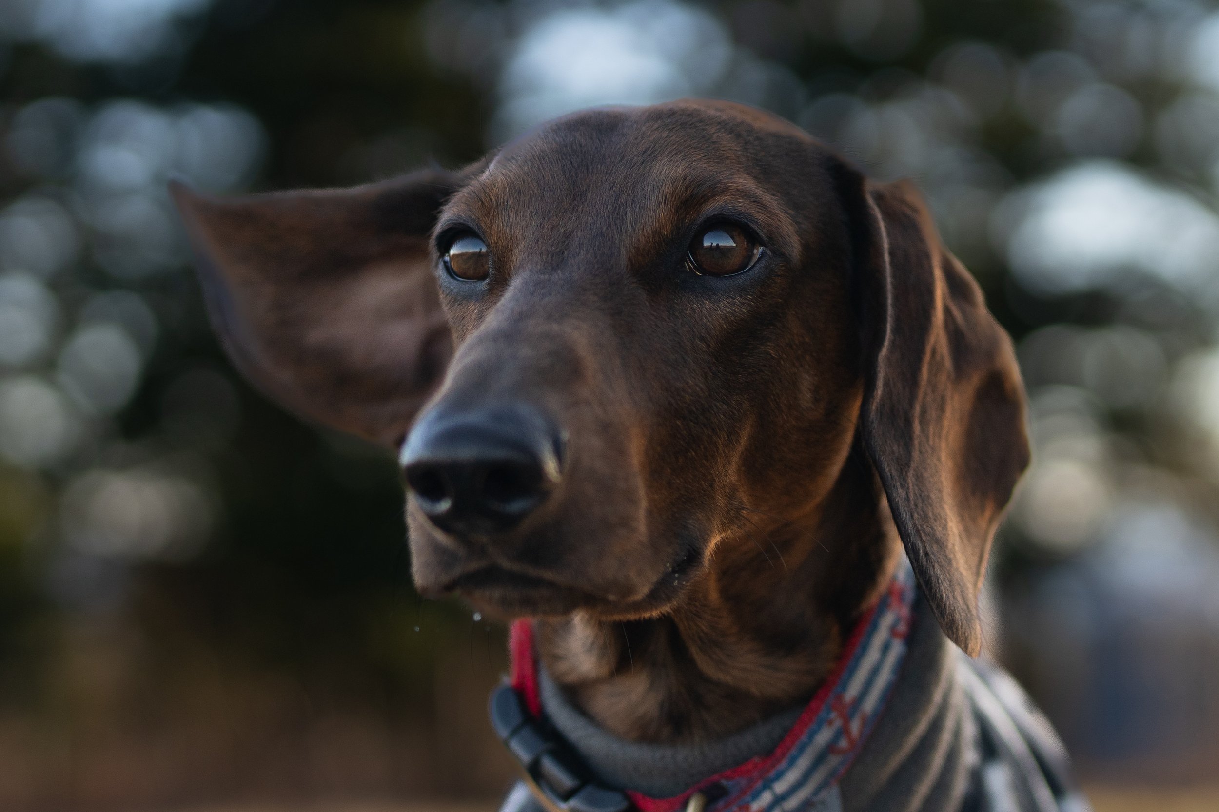 portrait dachshund beech hill preserve Rockport Maine Midcoast dog pet photography