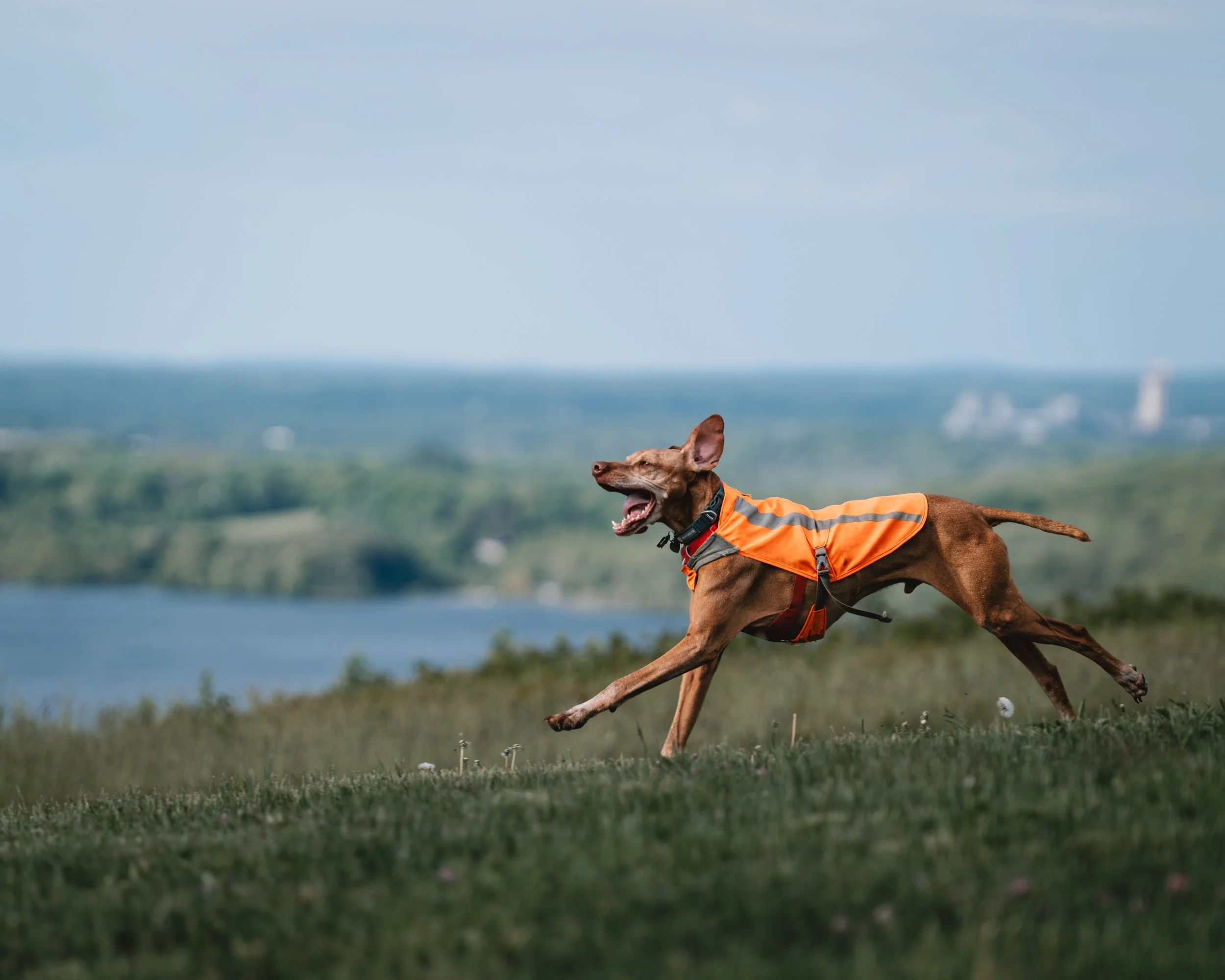 Vizsla Dog running through the grass at Beech Hill Preserve in Rockport, Maine, with the water and landscape in the background.