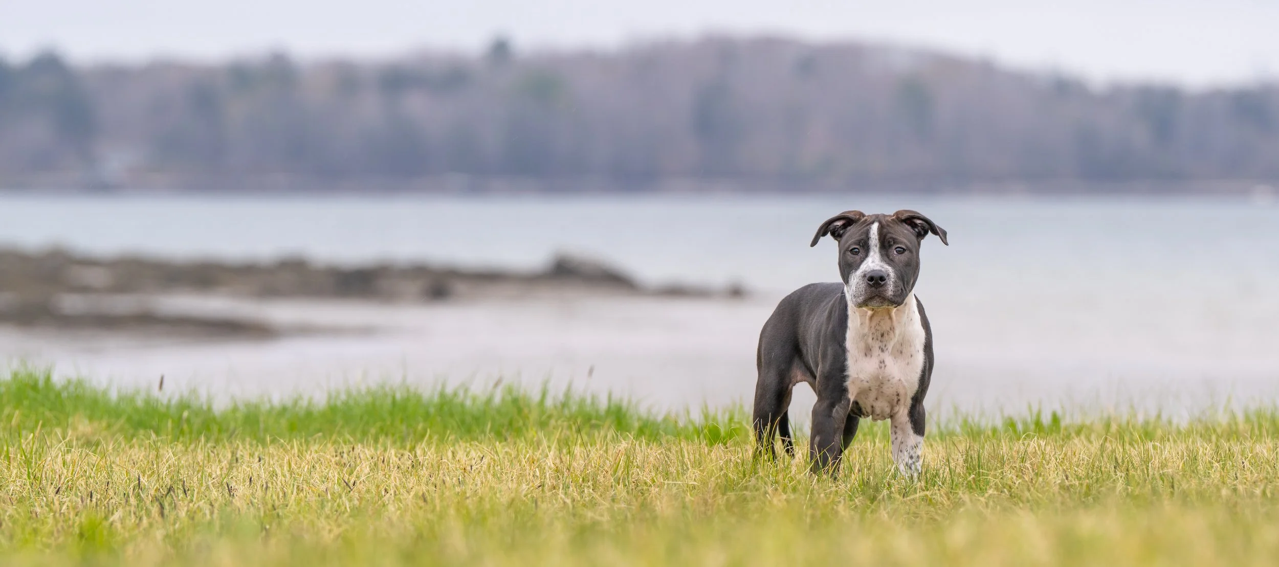 Young Pit Bull puppy looking directly at the camera near the St. George River in Cushing, Maine