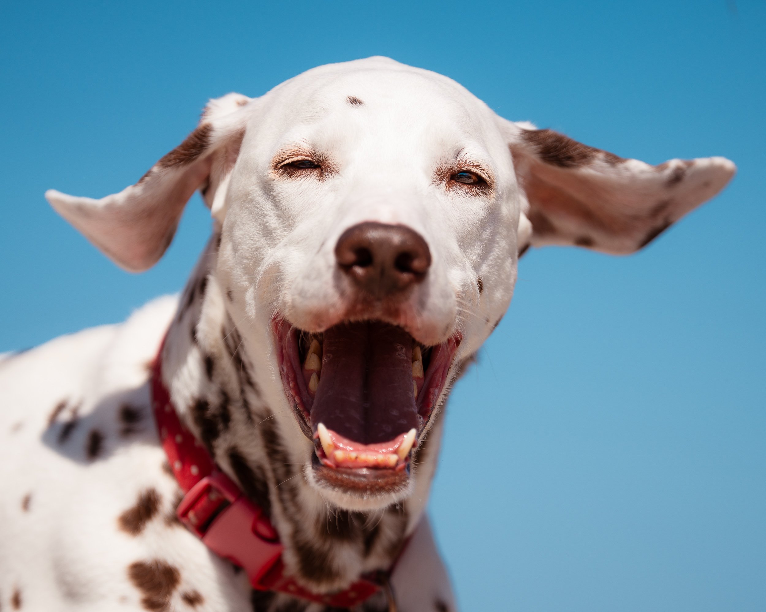 portrait Dalmatian ears catches some wind owls head maine