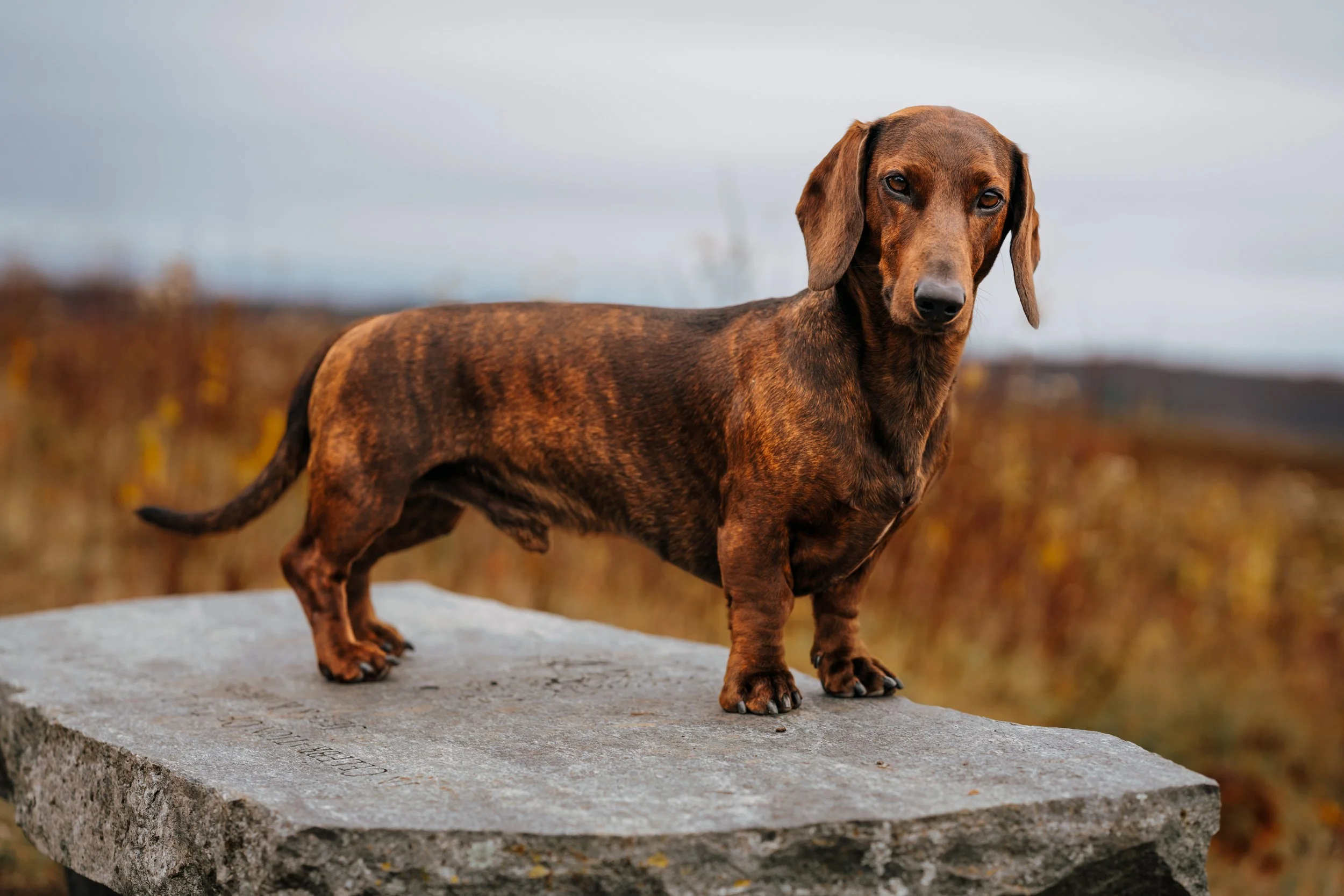 Red brindle standard dachshund standing on a stone bench at Beech Hill Preserve in Rockport, Maine, surrounded by fall colors.