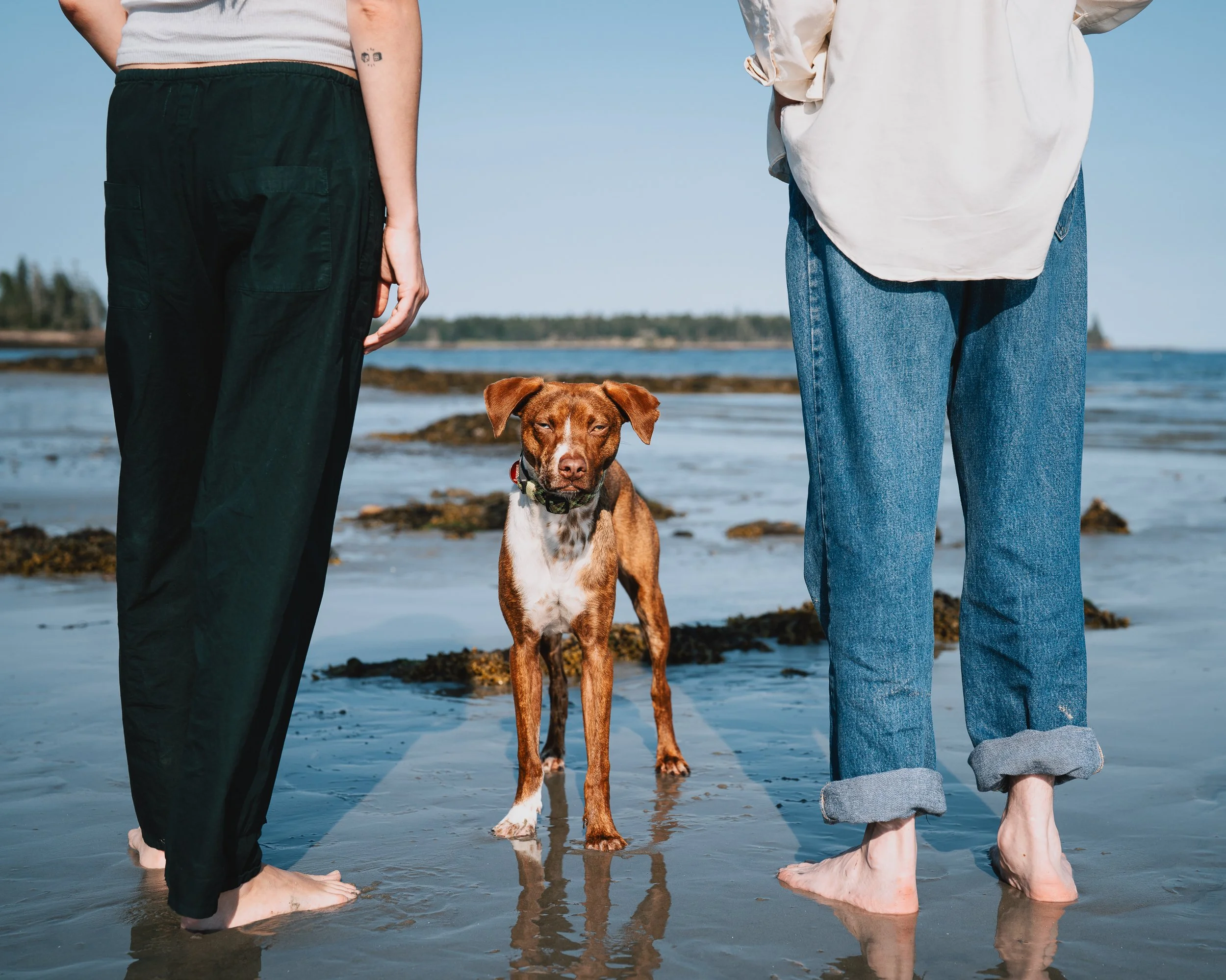 Beso standing beside his humans on the wet sand at Crescent Beach in Owls Head, Maine