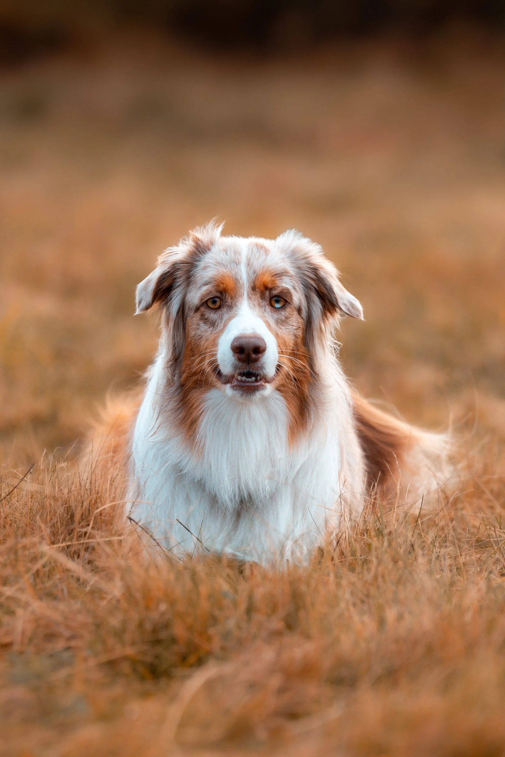australian shepard Rockport Maine Pet Dog Photographer midcoast Maine 