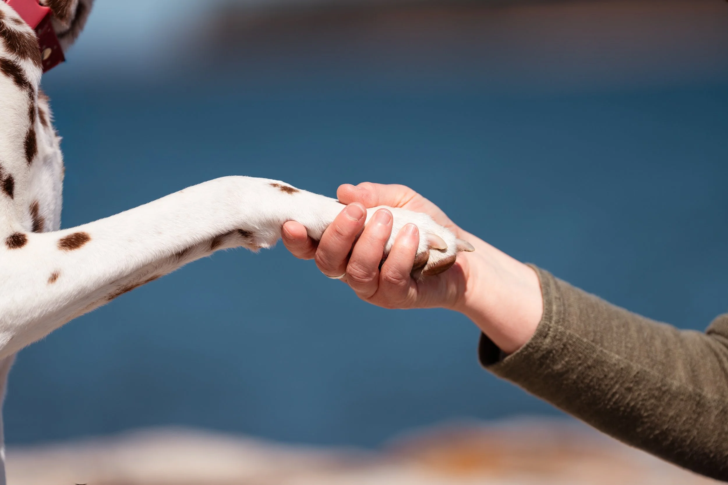 A person holding a dog's paw, with the dog extending its paw towards the person. The dog's fur is white with brown spots and the person's hand is gently clasping the dog's paw.
