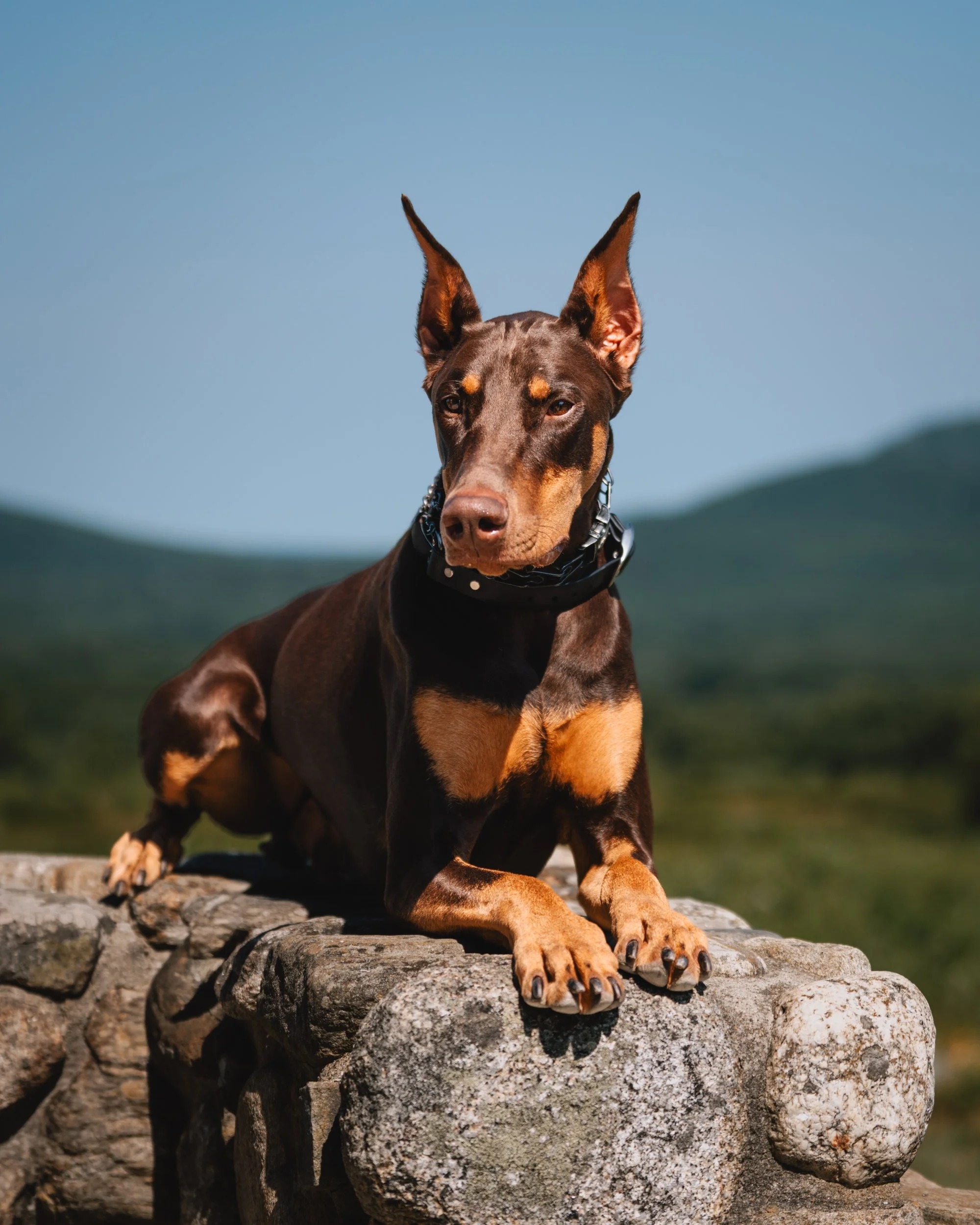 Red and rust Doberman lying on a stone wall at Beech Hill Preserve in Rockport, Maine, with mountains in the background.