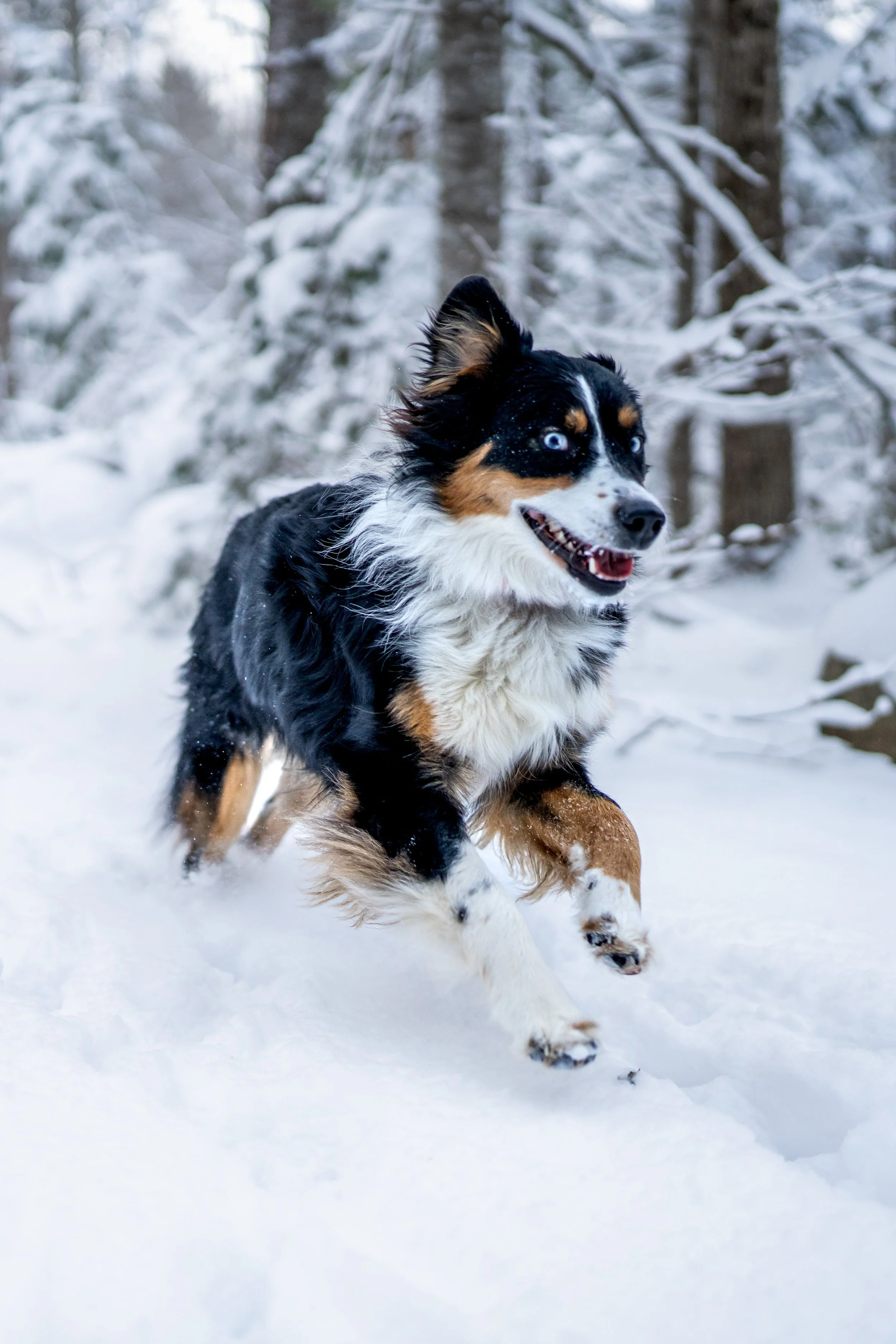 Australian Shepard running through the snow at Erickson Filed Preserve Rockport Maine winter dog pet photography photographer