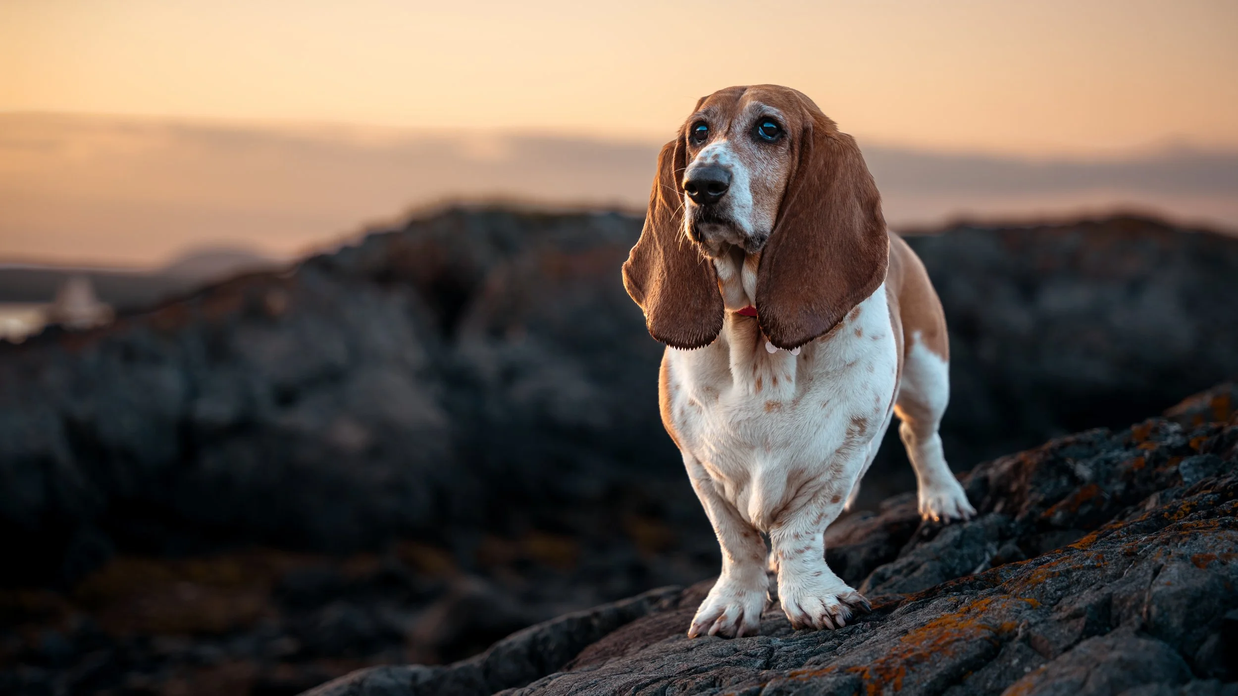 basset hound standing on rocky beach owls head maine dog pet photographer midcoast maine