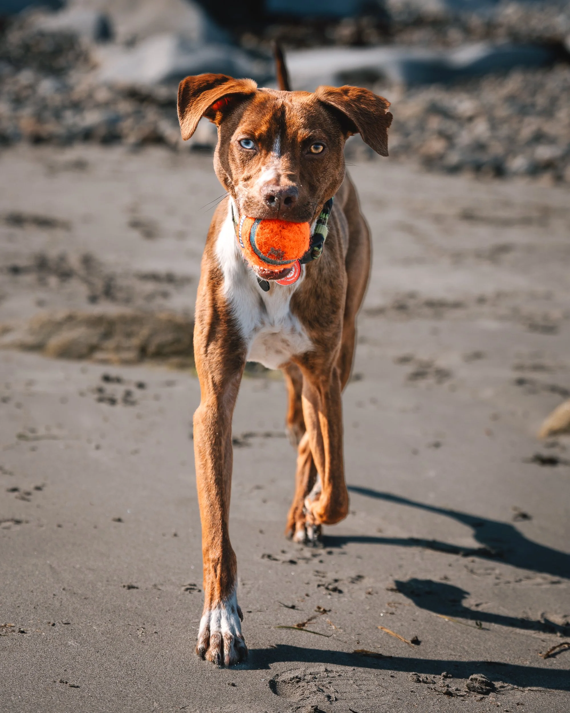 Beso running towards camera with his ball at the beach