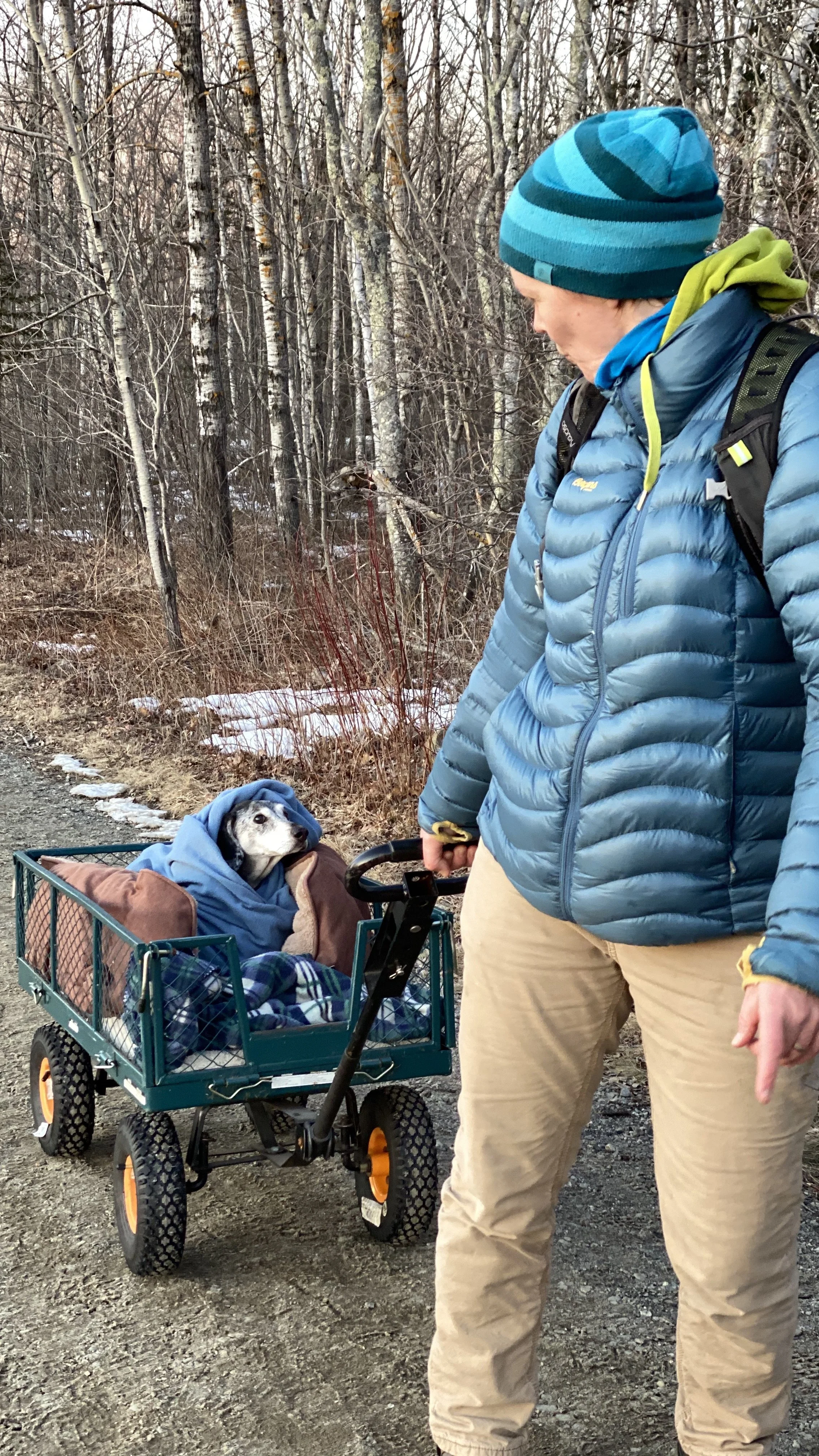 Sarge riding in a wagon on the trail to Beech Hill Preserve in Rockport, Maine.