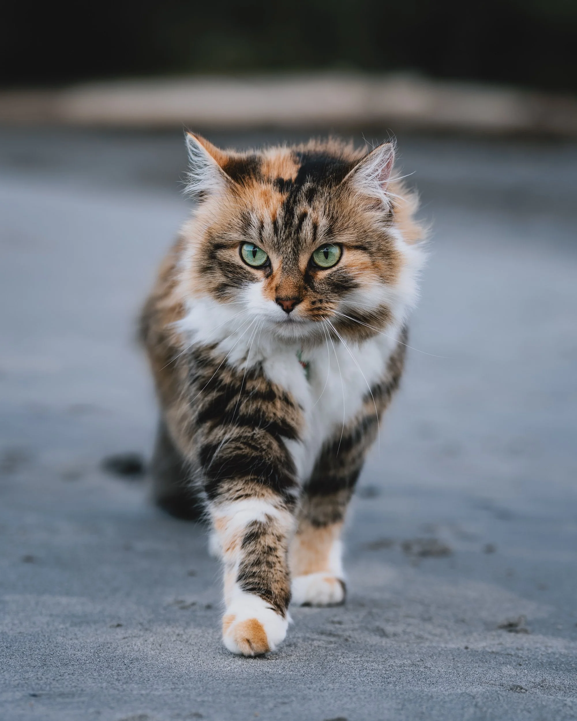 A longhair calico cat with green eyes walking on a sandy surface at Birch Point State Park Owls head Maine