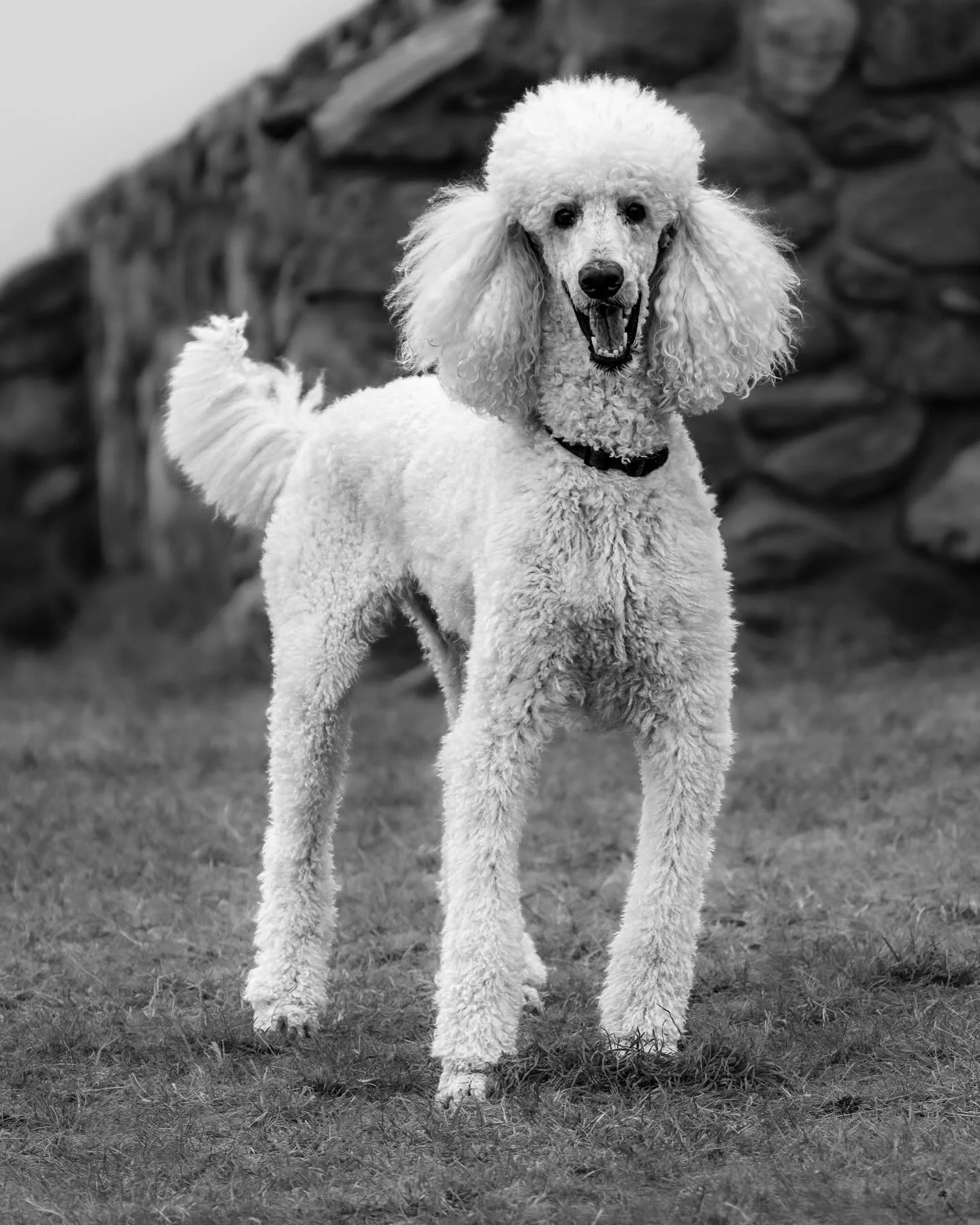 Hello to Chase, I met him on one of my morning walks up to Beech Hill! 

#mainedogs #mainedogsofinstagram #mainedogphotographer #mainepetphotographer #mainephotographer #downeastmaine #midcoastmaine #mainephotography #dogphotography #petphotography
#