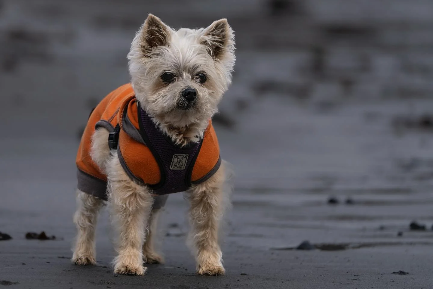 I ran into 16-year-old Amy, who is still going strong. She wasn&rsquo;t too keen on the water but enjoyed the time on the beach&hellip;

Do you have a senior dog? I&rsquo;d love to capture their spirit in a photo shoot! Don&rsquo;t hesitate to reach 