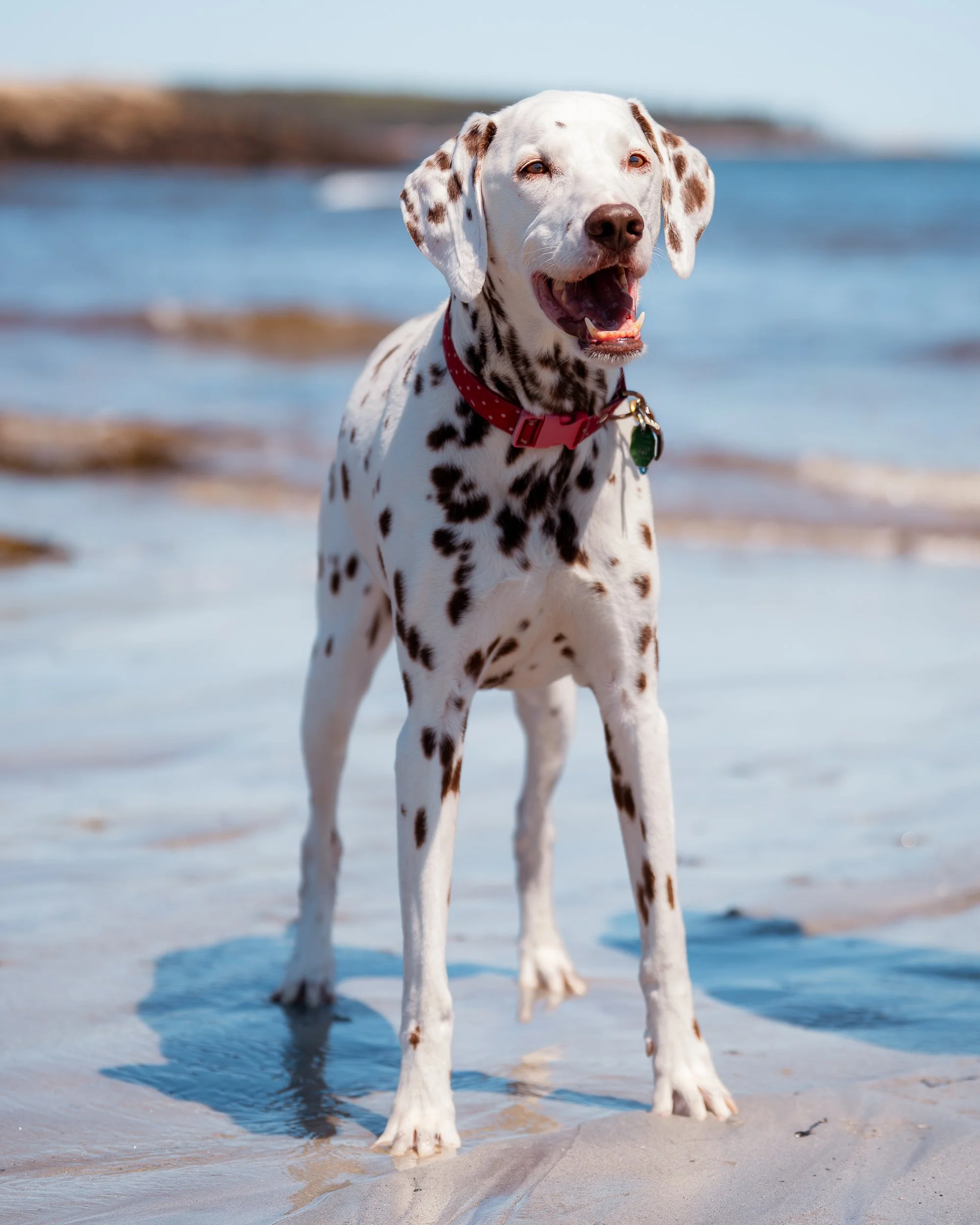 Maine Pet Photography at Birch Point State Park