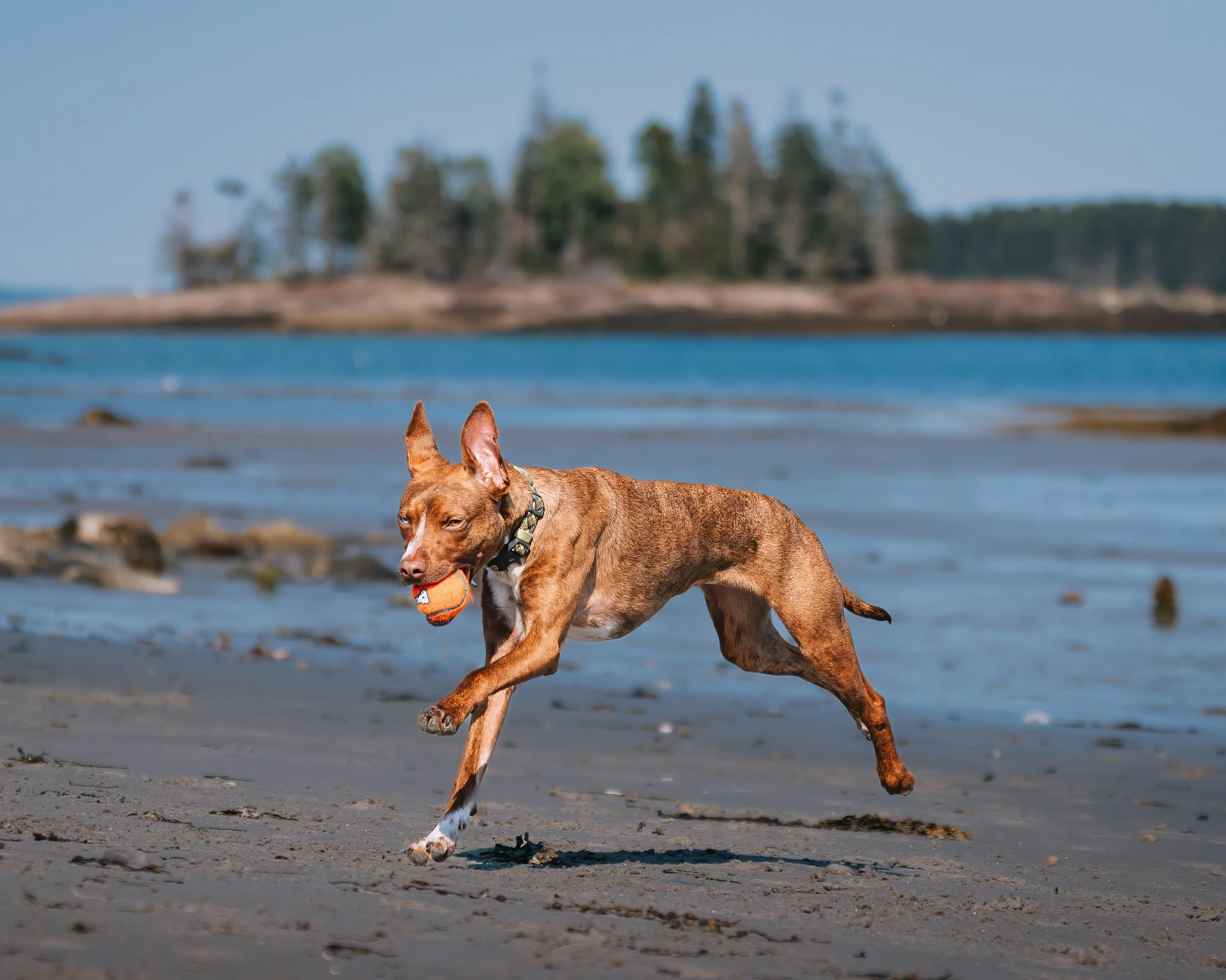A Beach, a Ball &amp; Beso: Pet Photography in Midcoast Maine