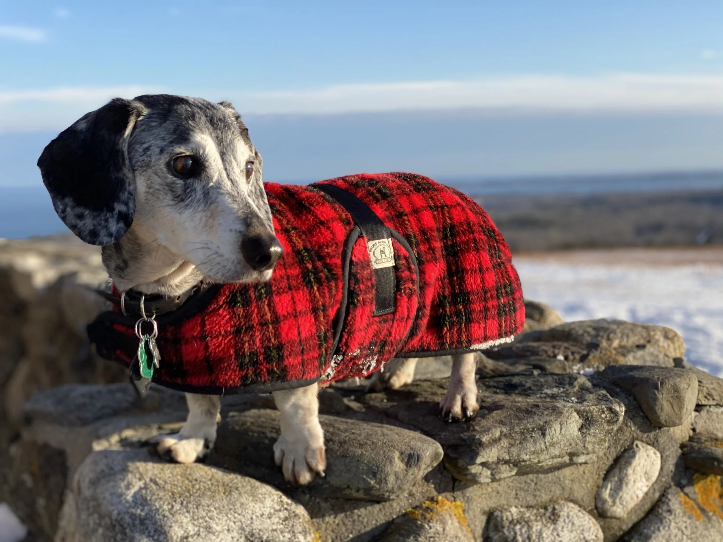 Sarge wearing a red plaid coat standing on a stone wall at Beech Hill Preserve in Rockport, Maine.
