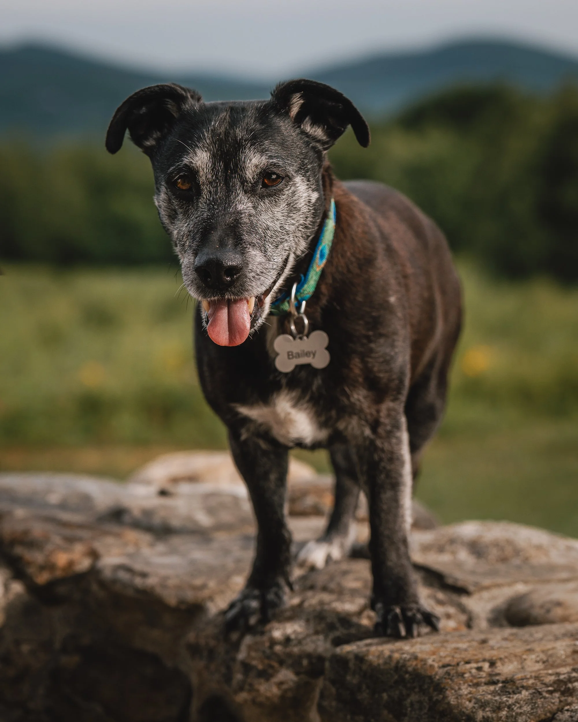 Bailey, a senior black dog with a gray muzzle, standing on rocks at Beech Hill Preserve in Rockport, Maine, with green hills in the background.