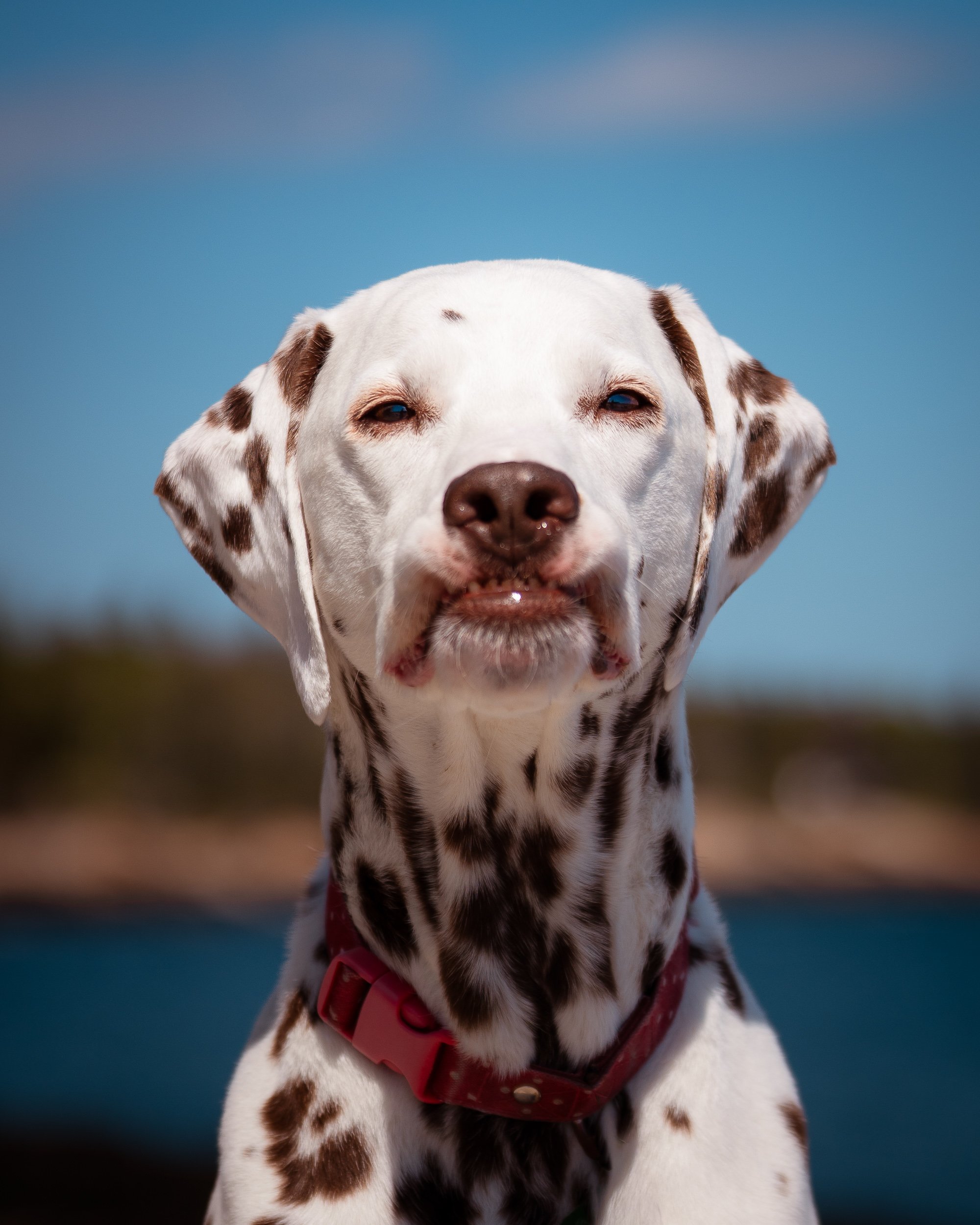 portrait of Dalmatian with an underbite birch point state park Maine