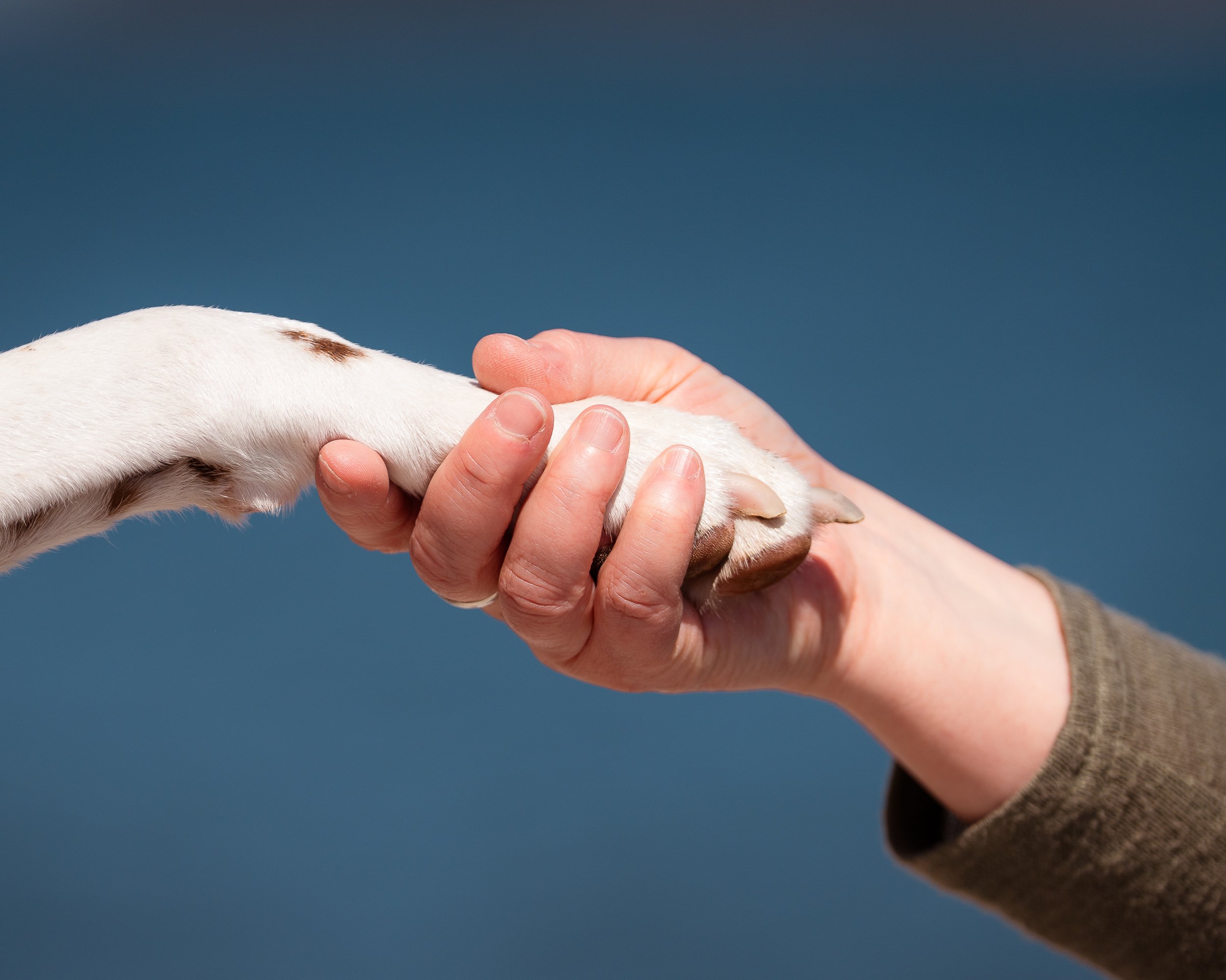 close-up of shaking paws hand maine dog photography