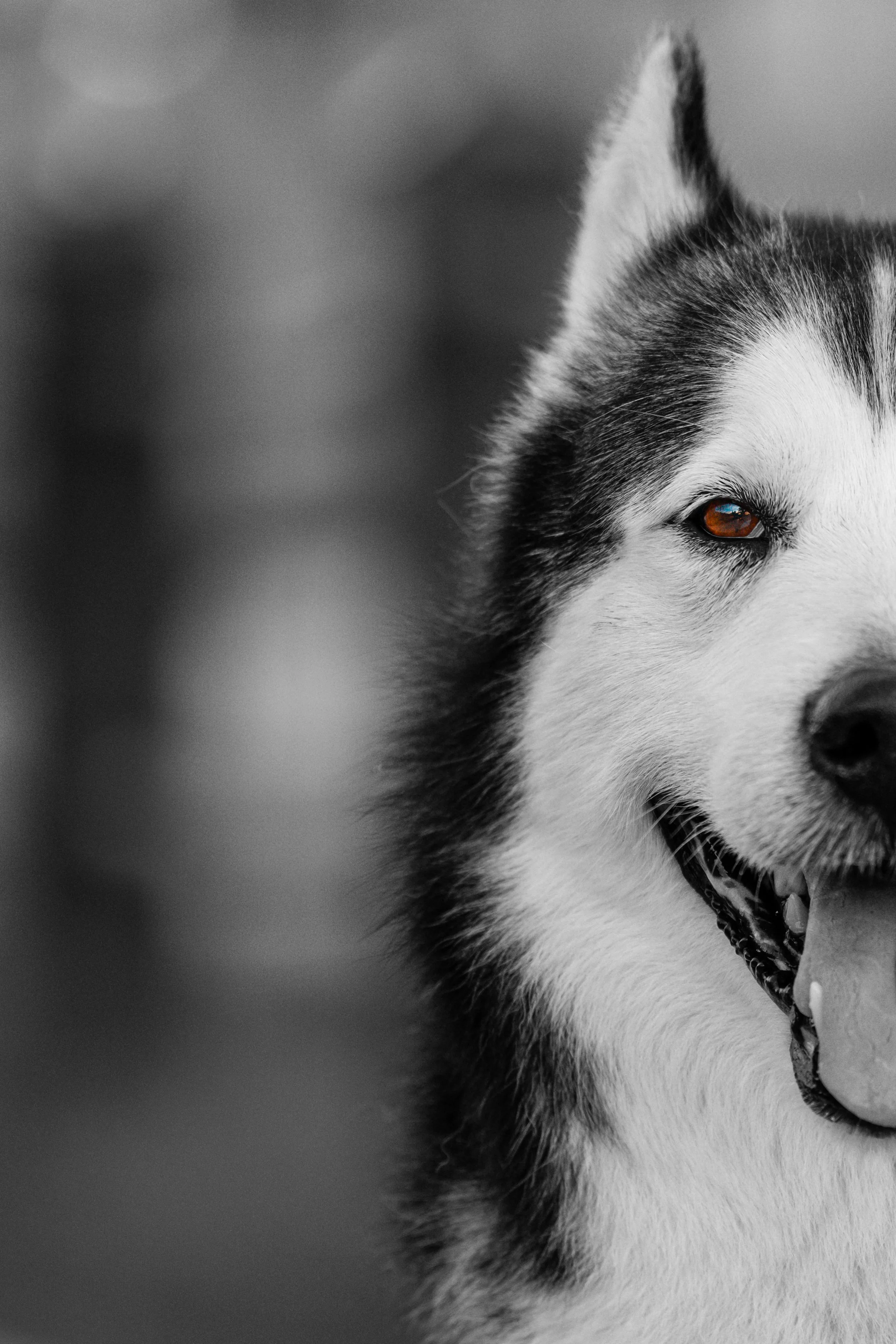 Close-up black and white photo of half a face of a Siberian Husky with one eye visible, with a happy expression, Rockland Maine Boardwalk pet dog photographer midcoast maine.