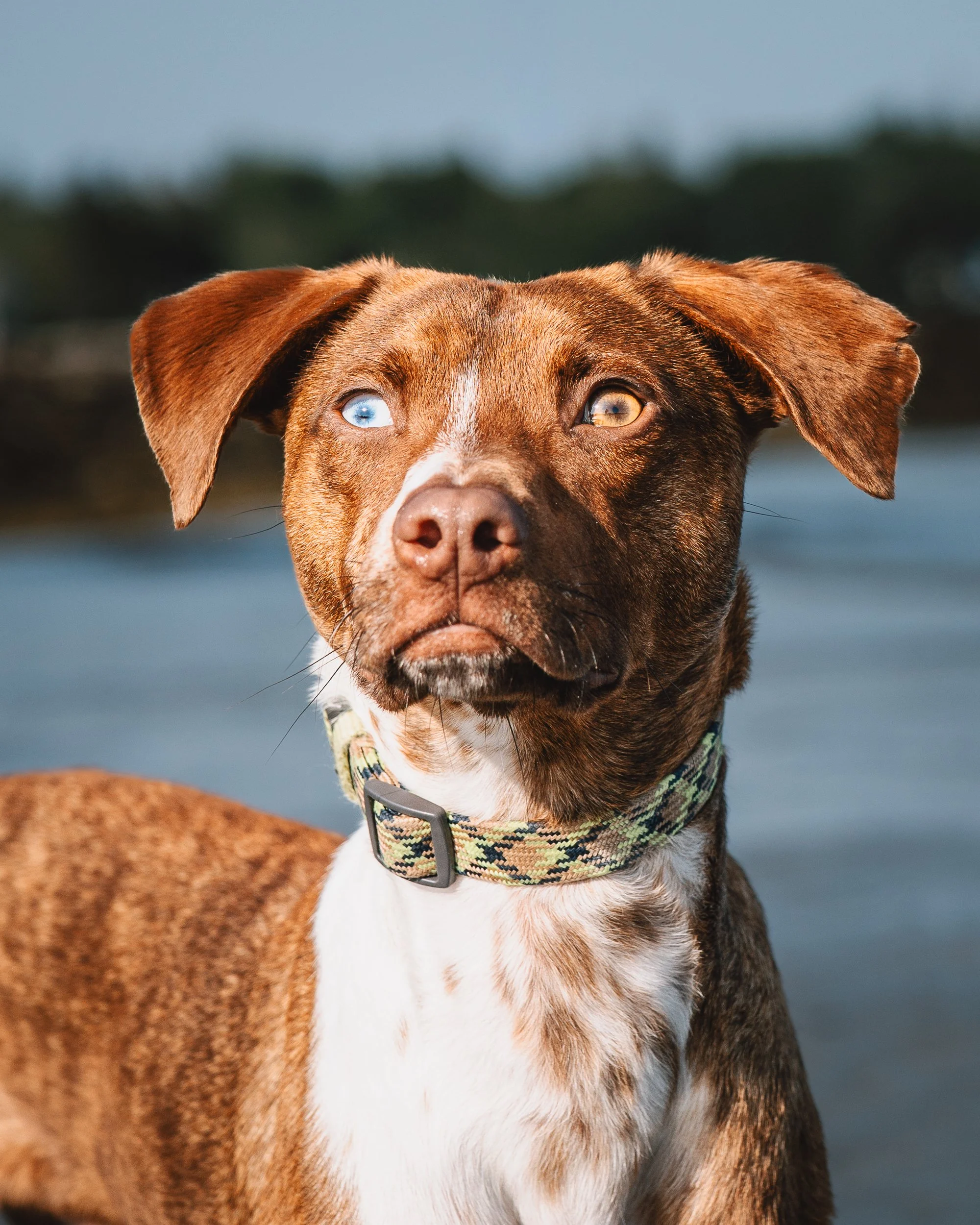 Portrait of eight-month-old Beso on the Maine coast