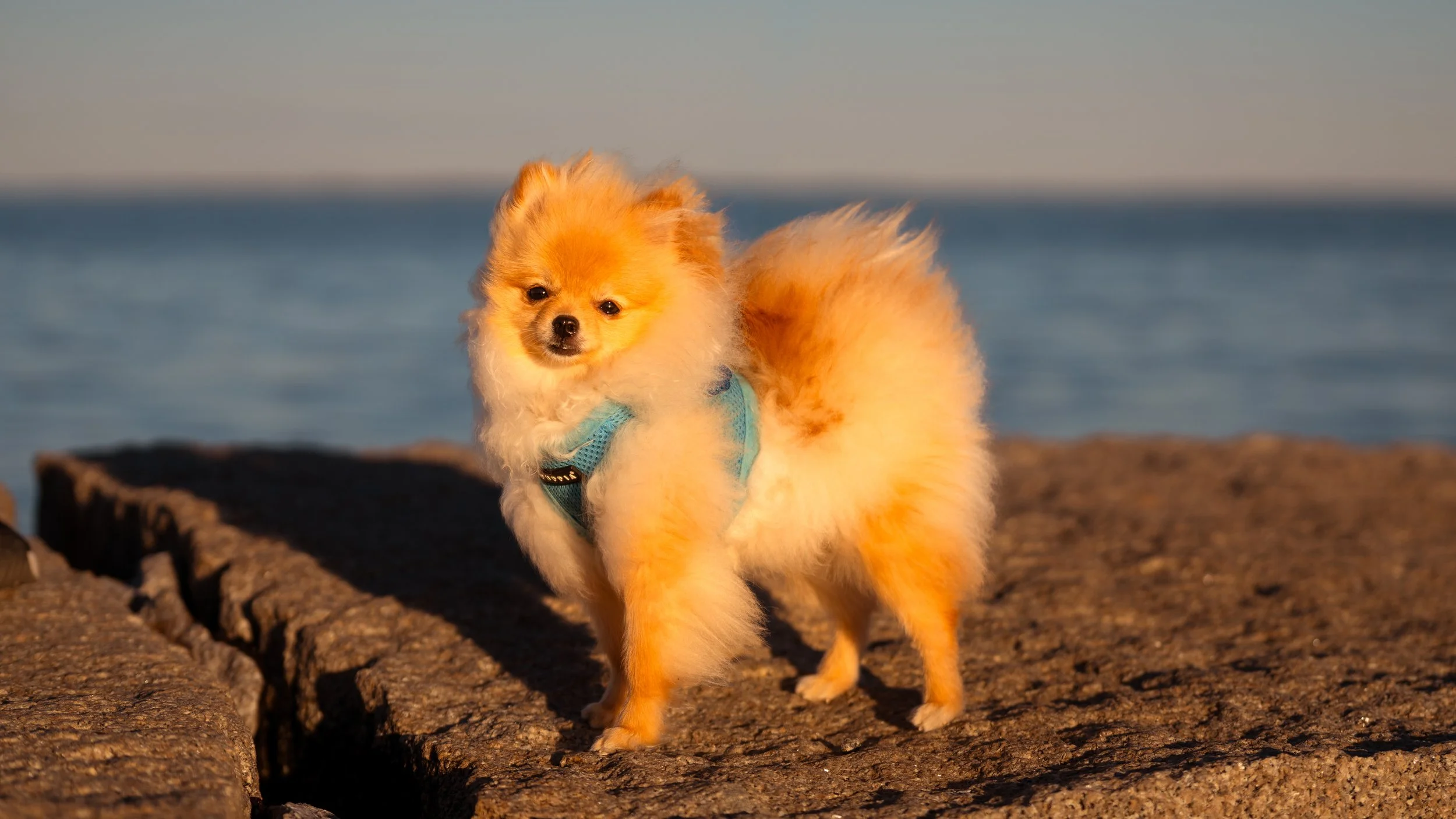 pomeranian standing on the breakwater in Rockland Maine Midcoast pet dog photographer 
