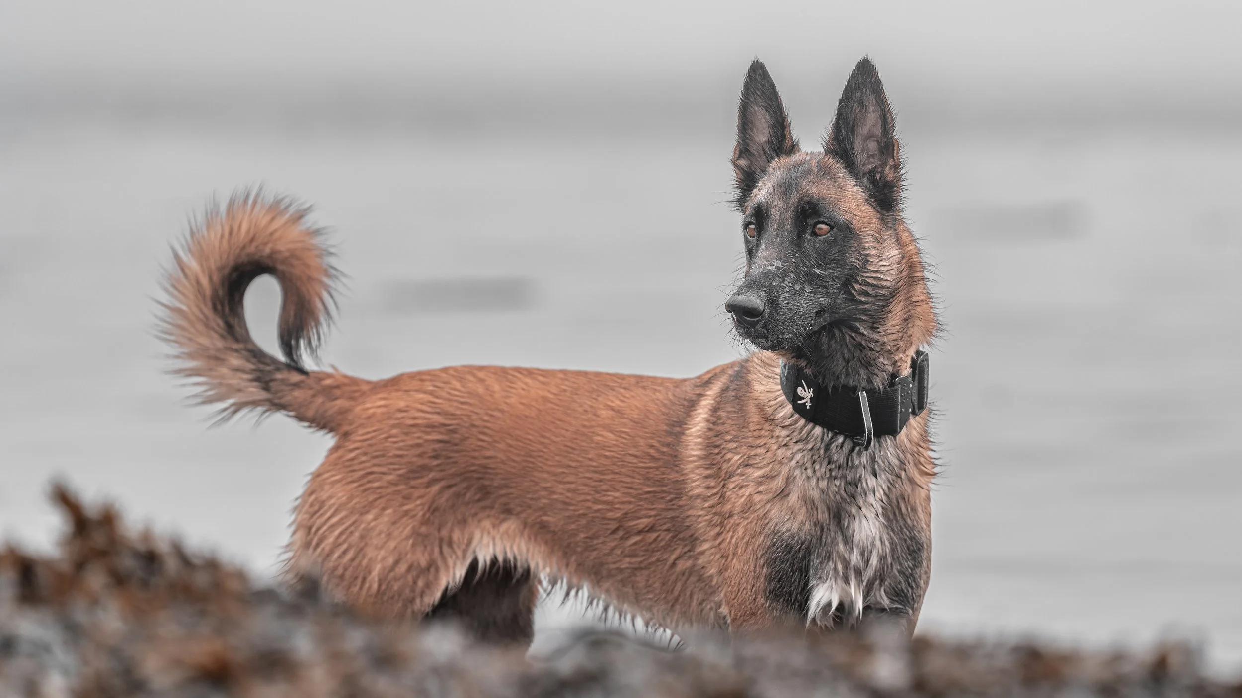 belgian malinois birch point state park maine dog pet photography Owls Head Maine Beach water