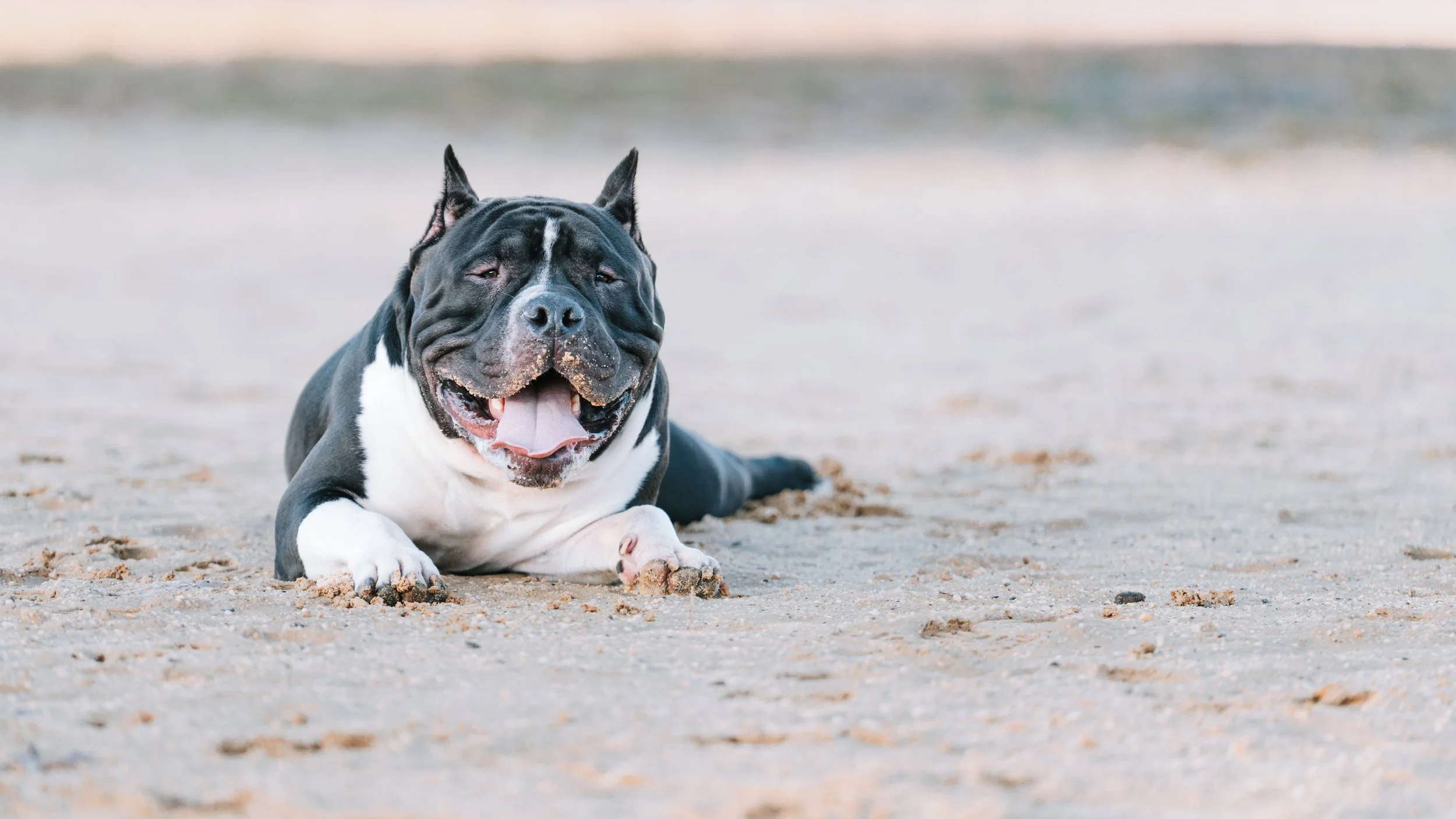 American Bulldog laying in the sand at  McCarren park New York City pet dog photographer 