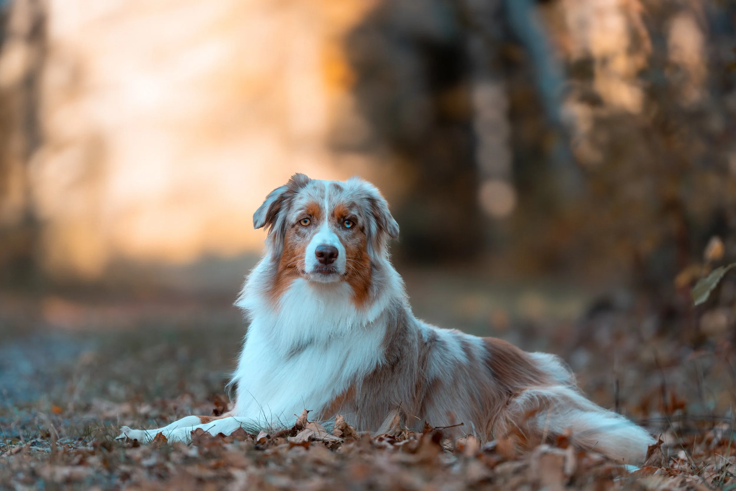 australian shepard Rockport Maine Pet Dog Photographer midcoast Maine Erickson Fields