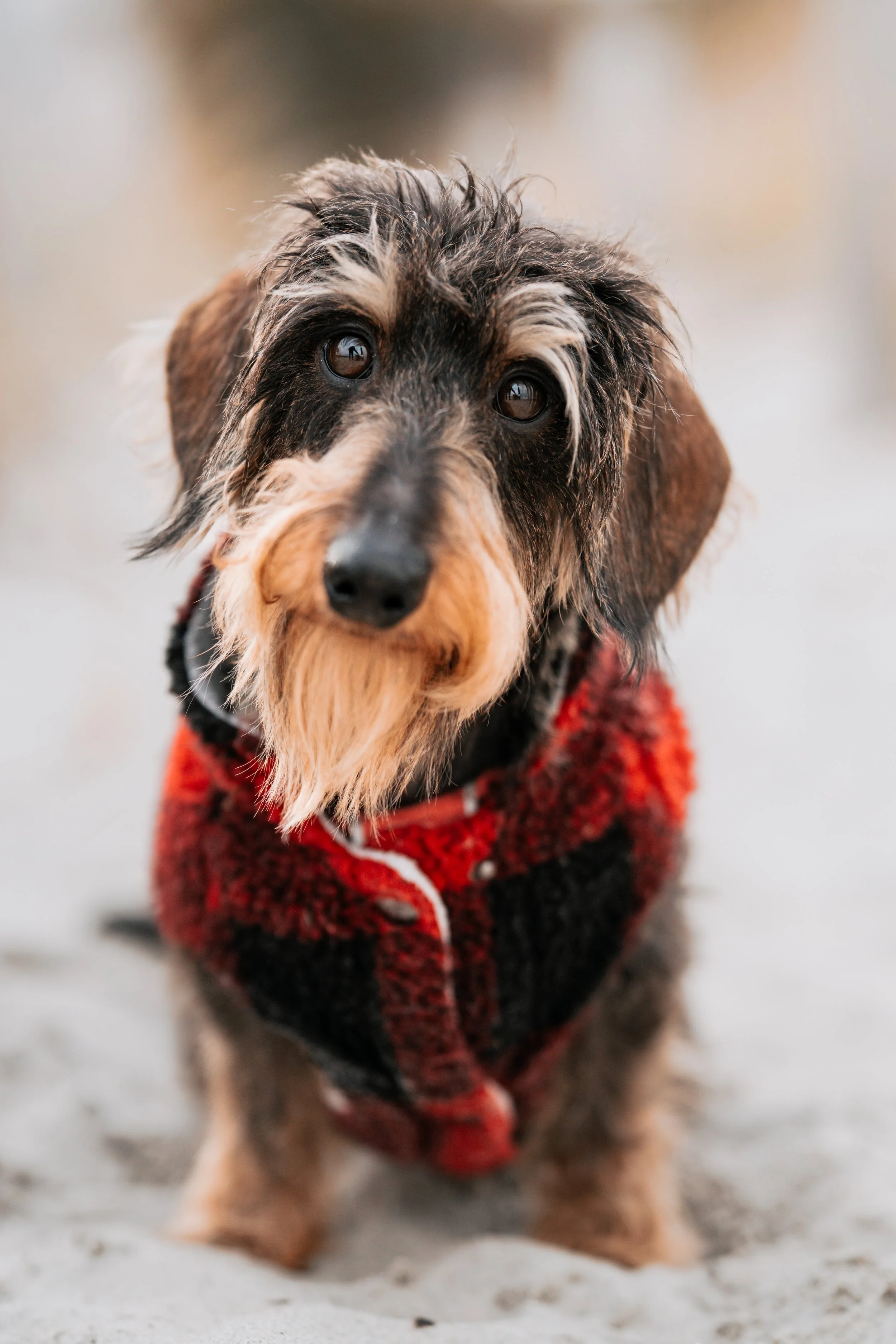 Close-up of a wire-haired dachshund with scruffy fur, wearing a red and black plaid jacket, sitting on a sandy ground. South Portland Maine, pet dog photography midcoast maine and beyond
