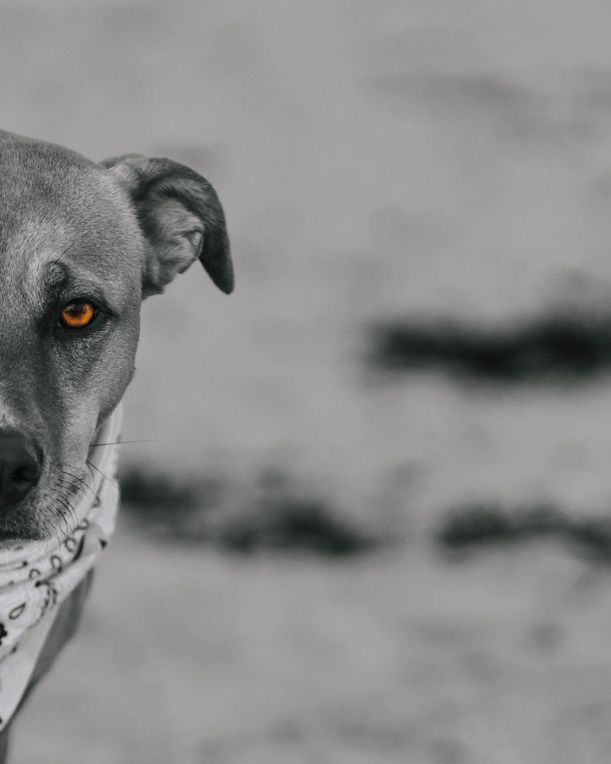Close-up  black and white photo of a dog with amber eyes and a bandana, with a blurred outdoor background. Pine Point Beach Scarborough Maine, dog Pet photographer midcoast and beyond maine