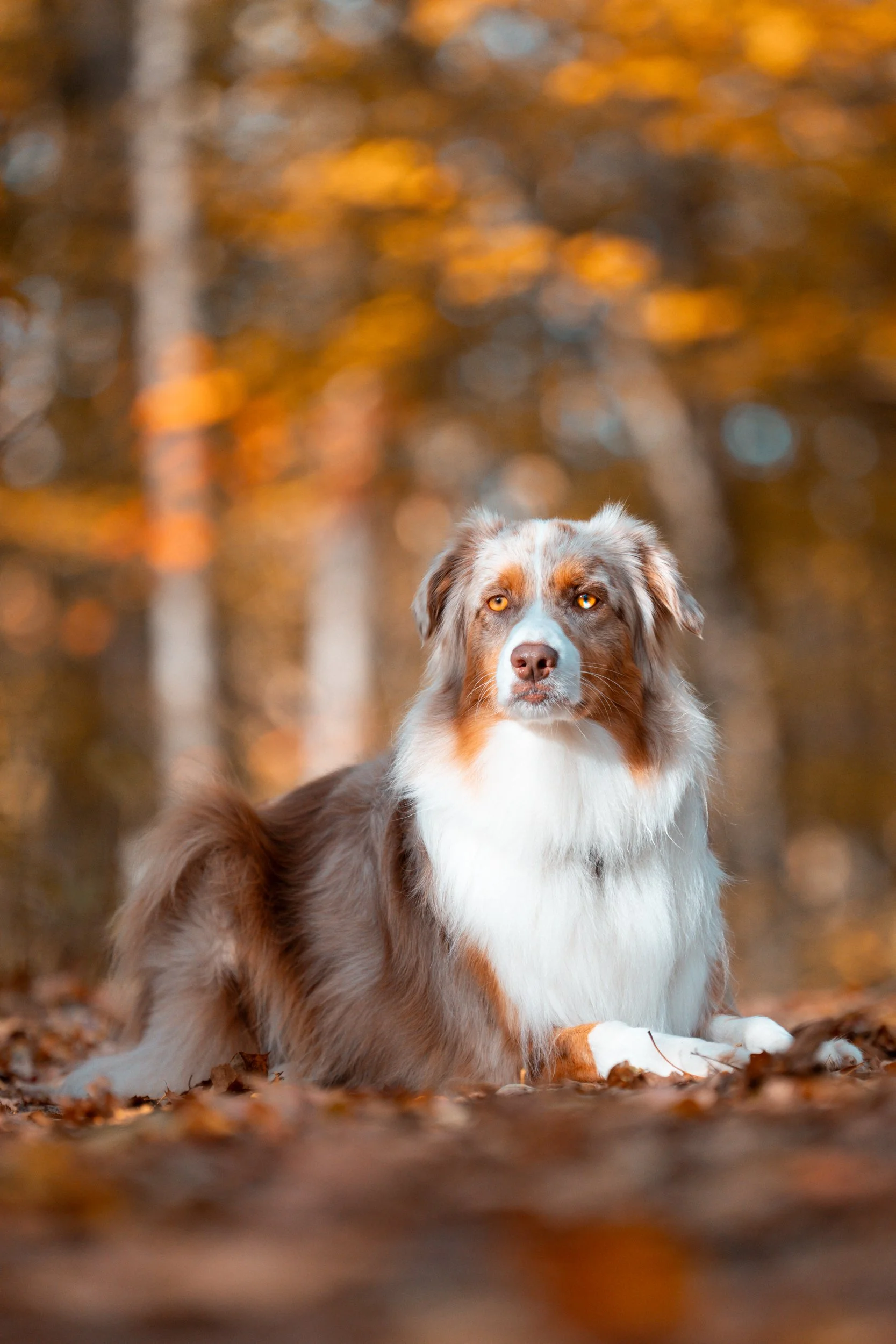 australian shepard Rockport Maine Pet Dog Photographer midcoast Maine Erickson Fields