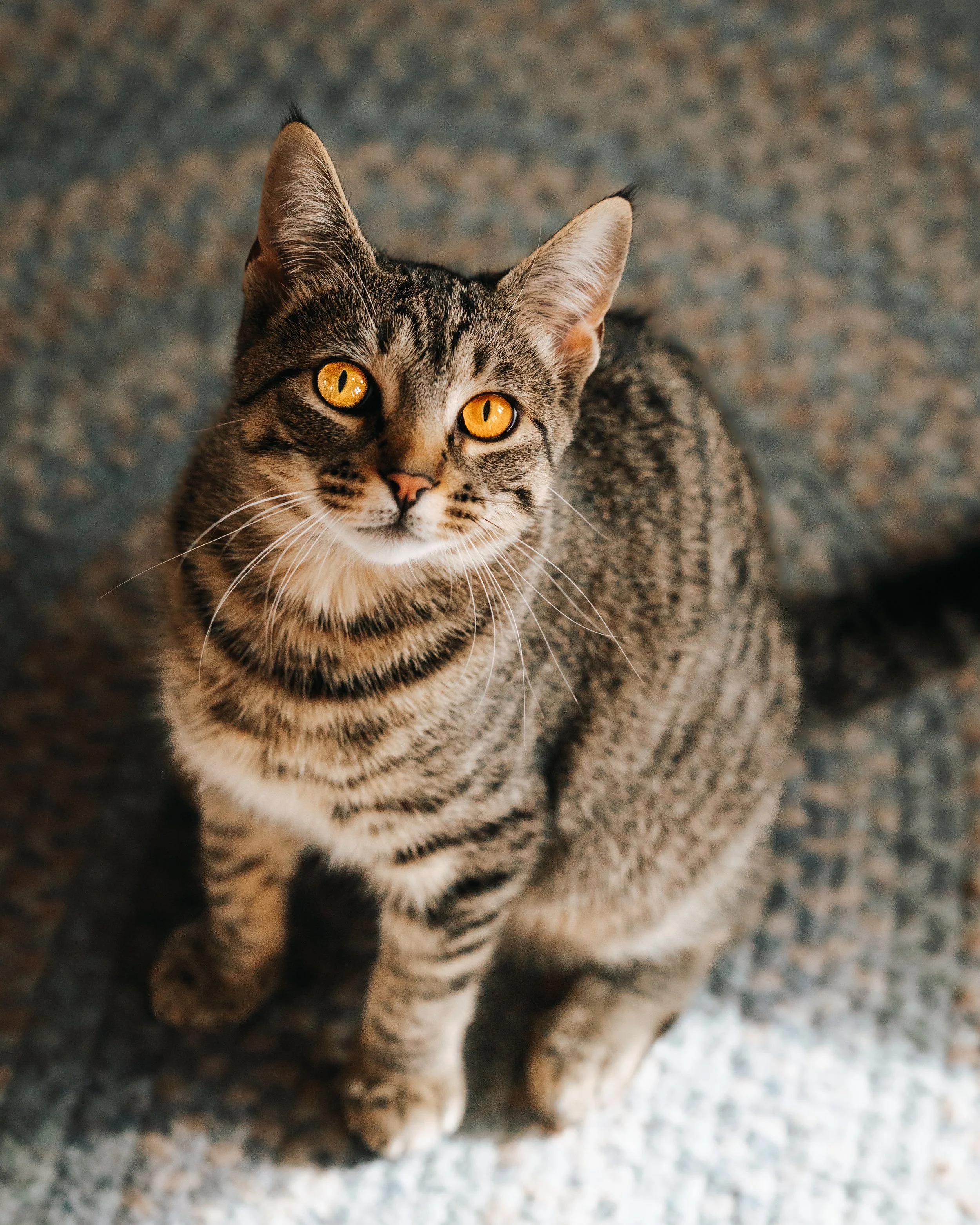 Petphotographer, Midcoast Maine, Maine photographer, Catphotographer Maine