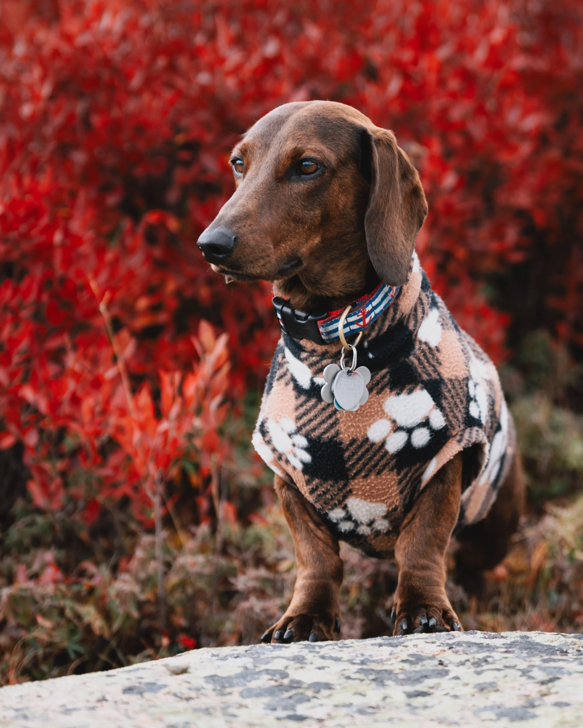 red brindle standard Dachshund dog wearing a plaid sweater with paw prints and a collar with tags, sitting on a rock with red foliage (blueberry bushes) in the background. Pet Dog Photography, Acadia National park Down-east Maine