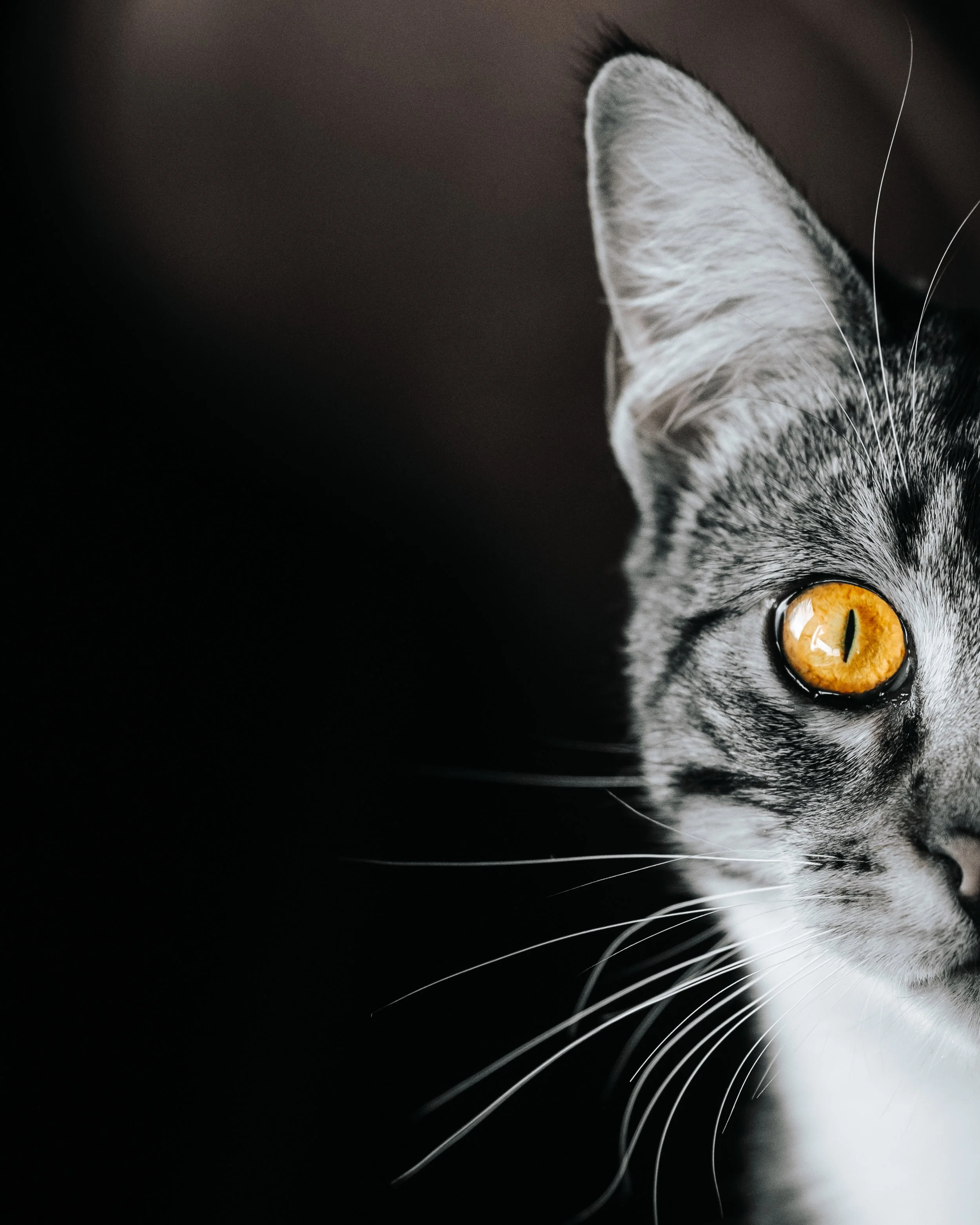 Close-up black and white photo of half a face of a tabby cat with striking, Washington Maine, pet dog photographer midcoast maine.