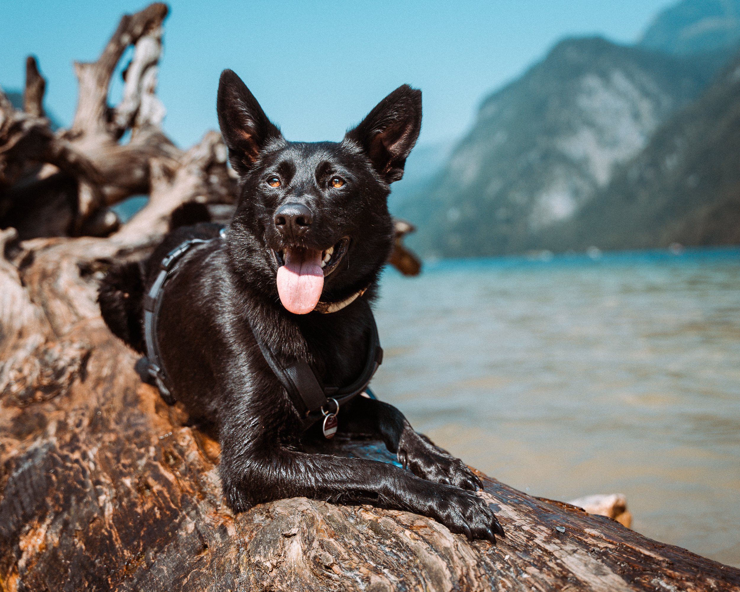 A black dog with its tongue out, lying on a large piece of driftwood on a beach, with water and mountains in the background. International pet Dog photography Königssee/Bavaria Germany 