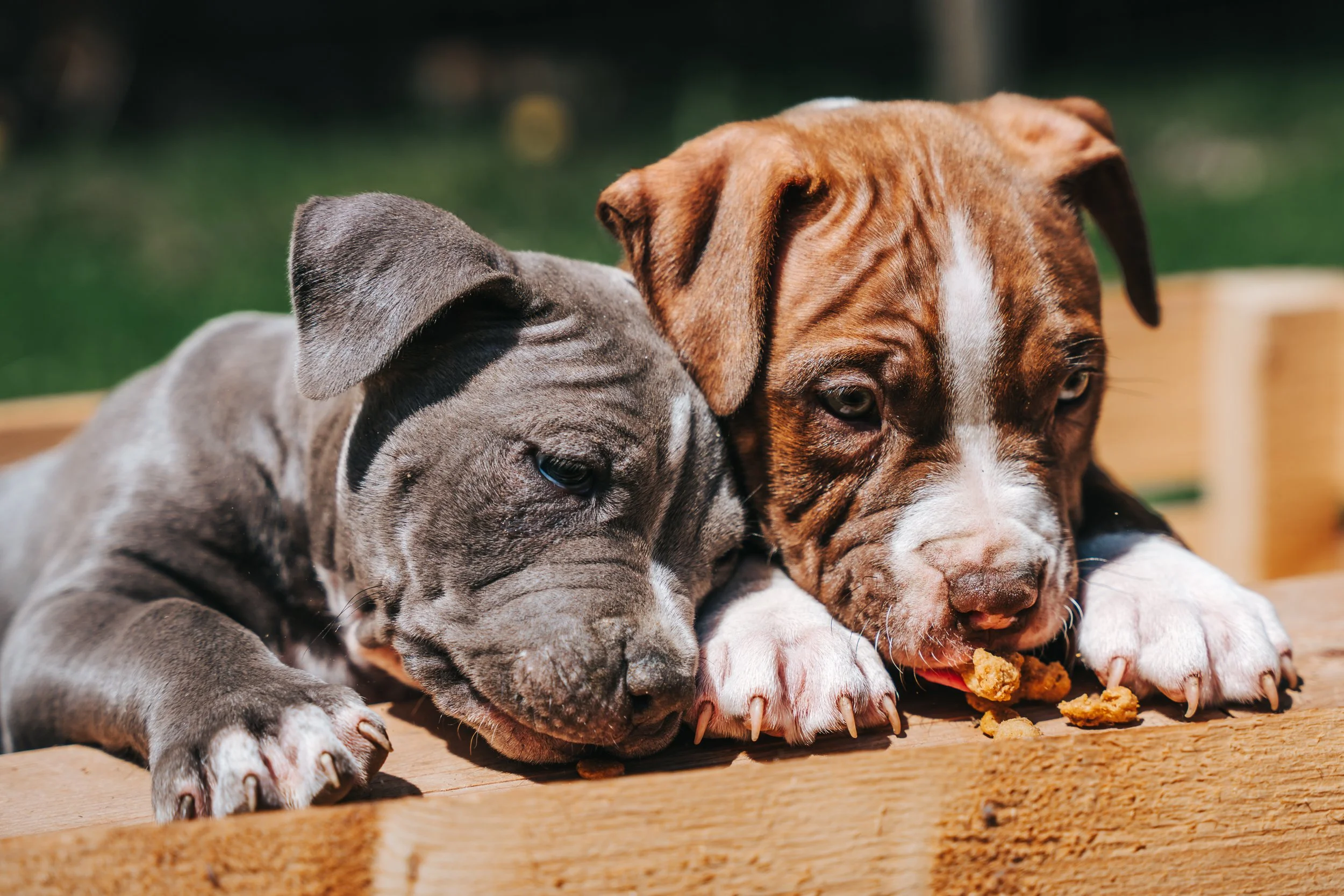 2 pitbull puppies eating treats Cushing Maine Pet Dog Photographer