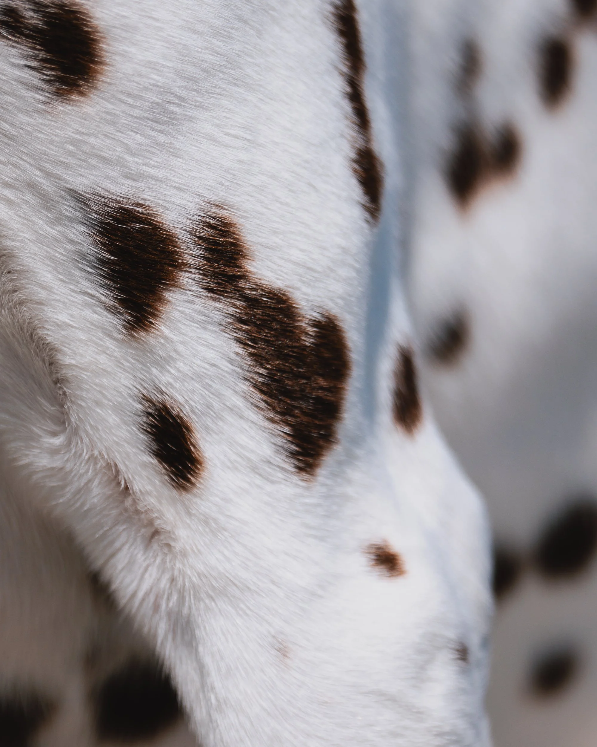 heart shaped spot Dalmatian during dog photo session in Maine