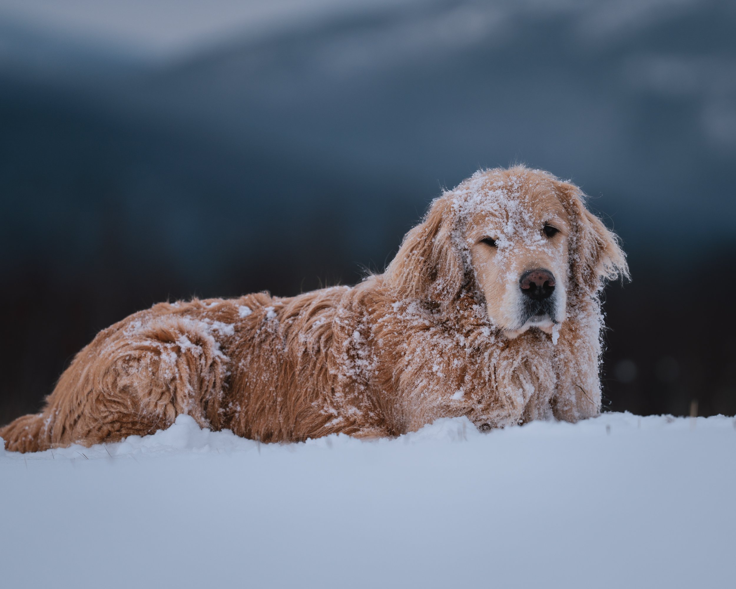 Golden retriever dog lying in the snow with snow on its face, under a dark cloudy sky.