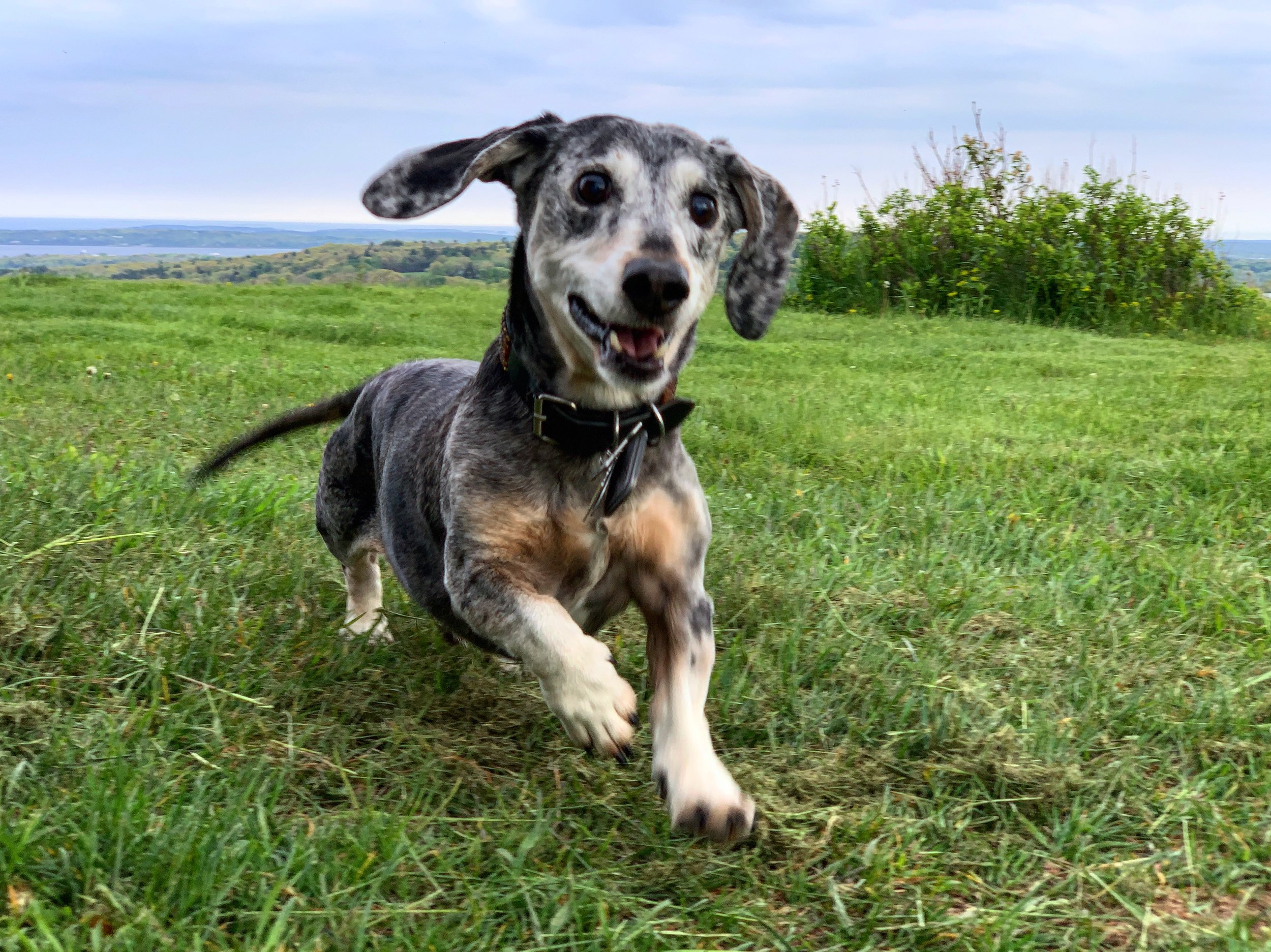 Sarge (Dachshund) running through the grass at Beech Hill Preserve in Rockport, Maine.
