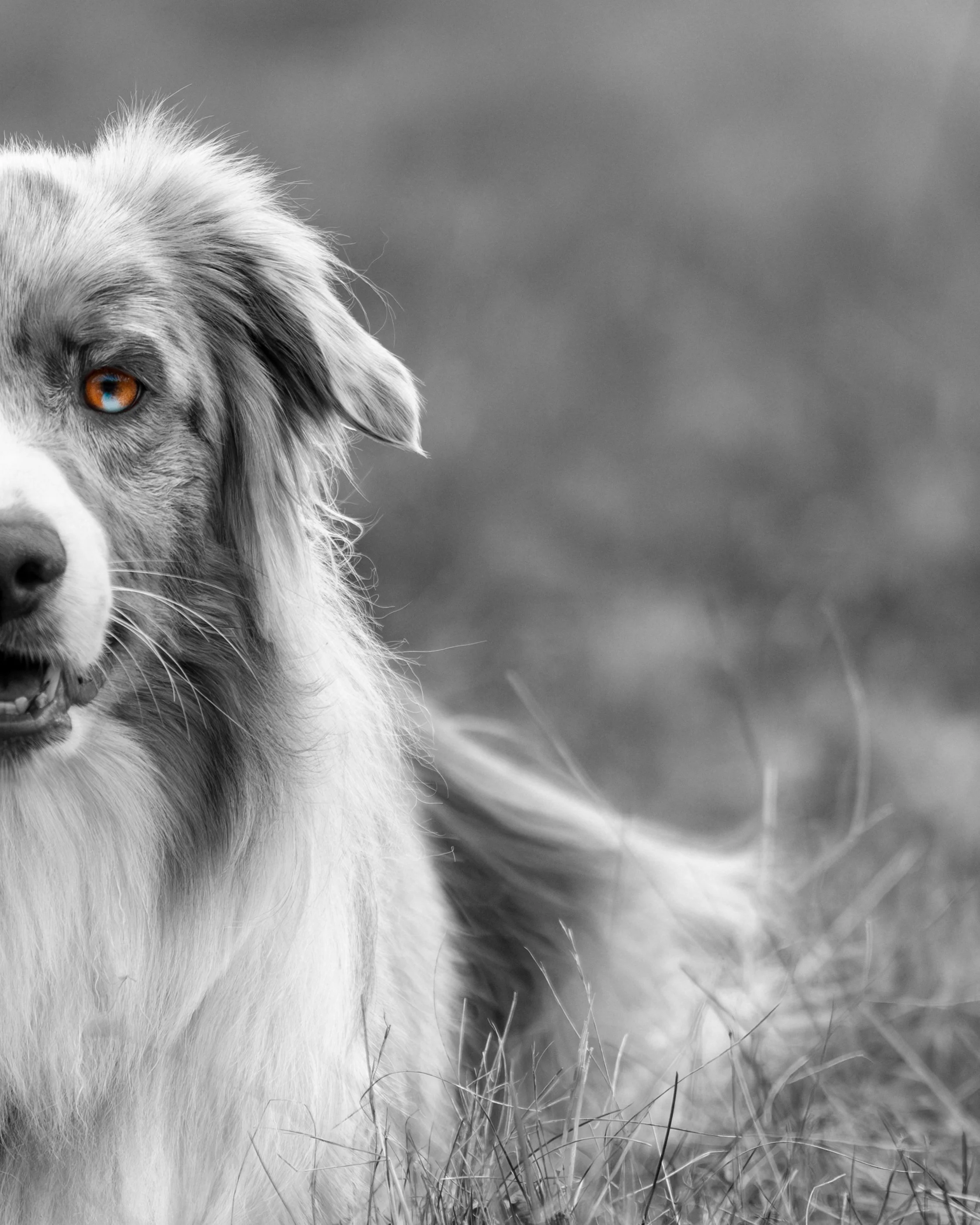 Close-up black and white photo of an Australian Shepard half a face with one brown eye, sitting in grass. Erickson Field Preserve Rockport Maine, pet dog photographer midcoast maine