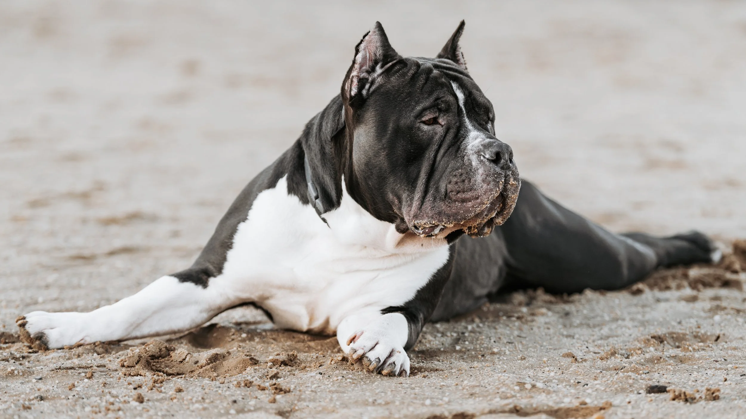 American Bulldog laying in the sand at  McCarren park New York City pet dog photographer 