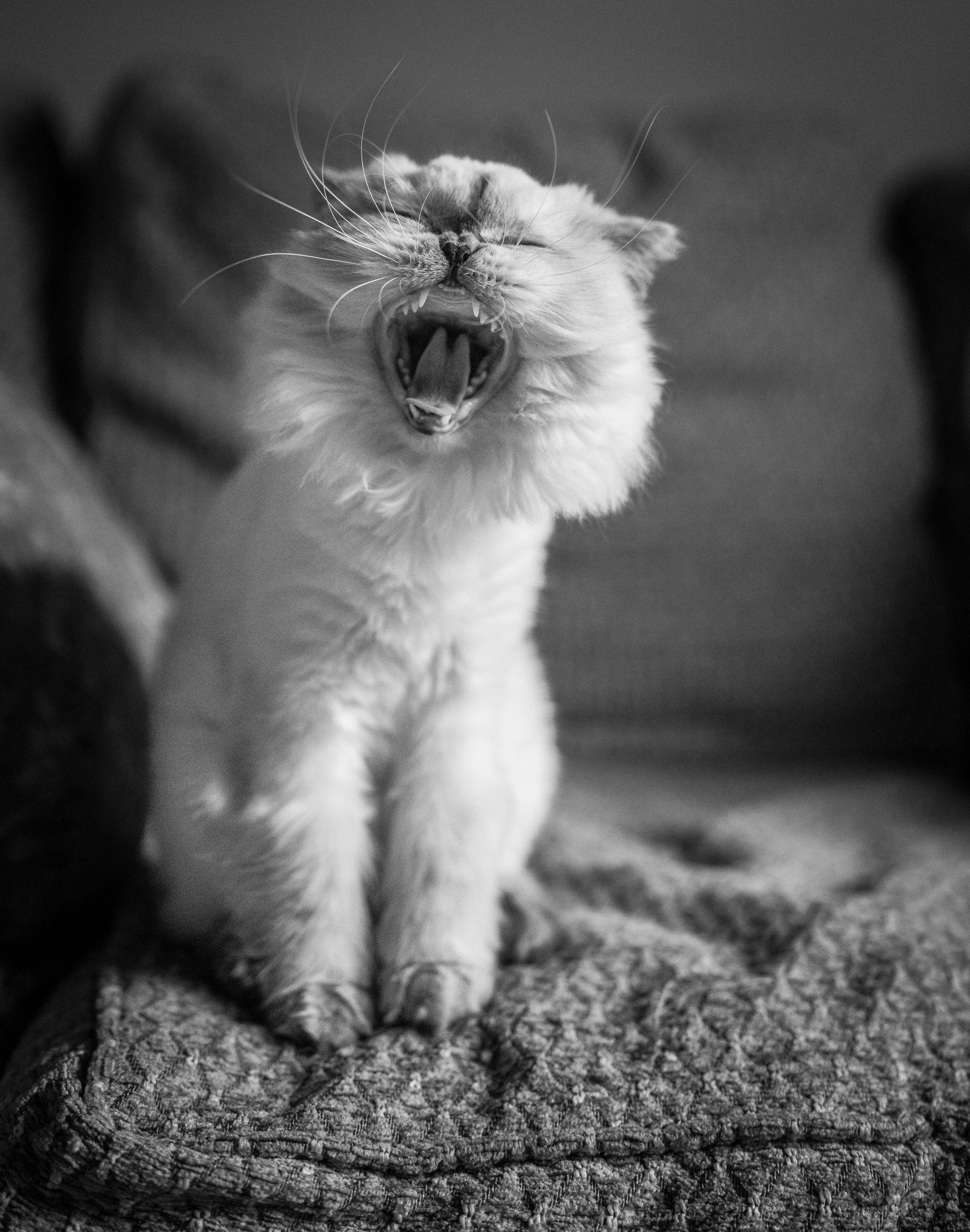 A black and white image of a cat with its mouth open wide, growling or yawning, sitting on a textured surface.