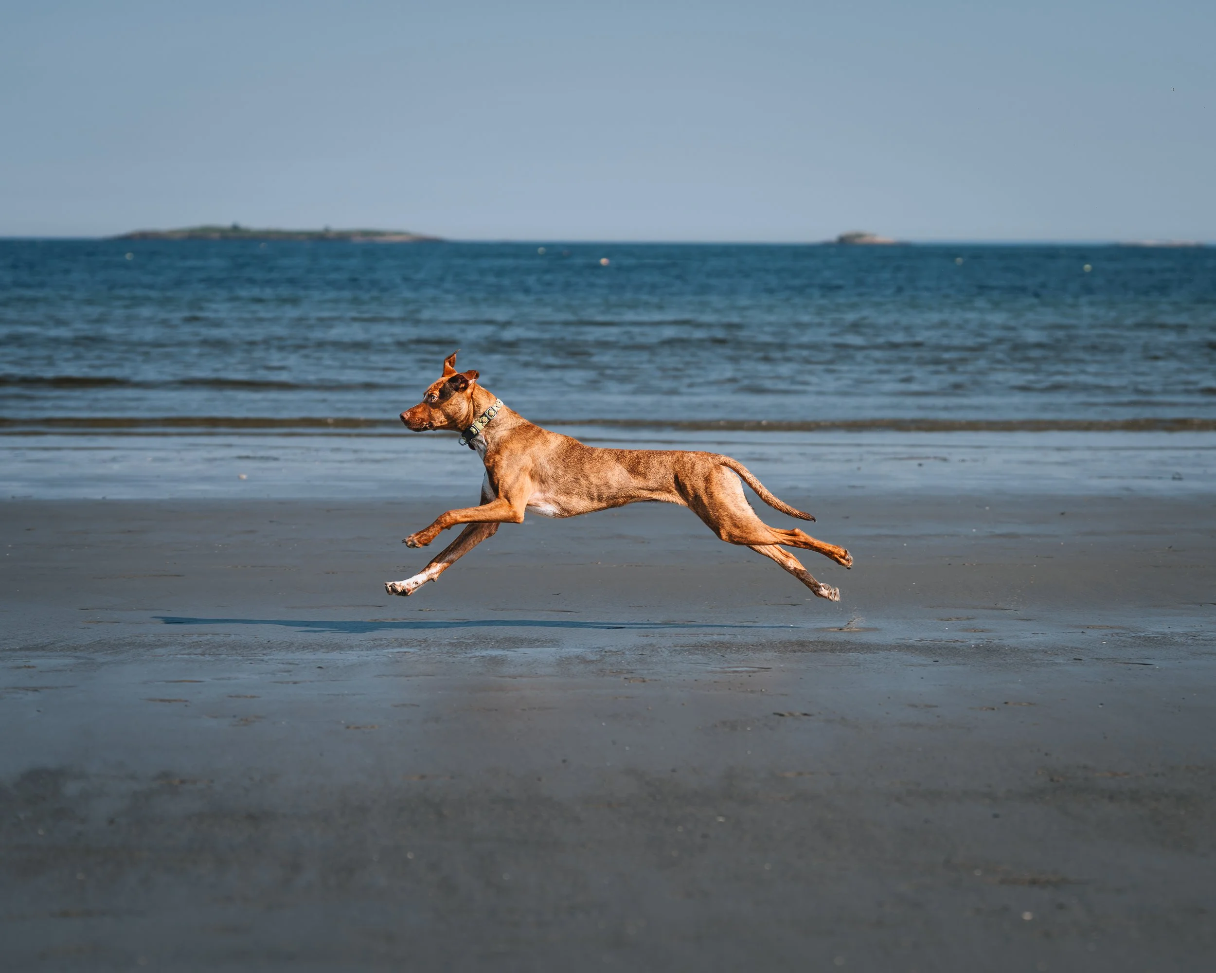 Beso chasing after the ball  at crescent beach maine