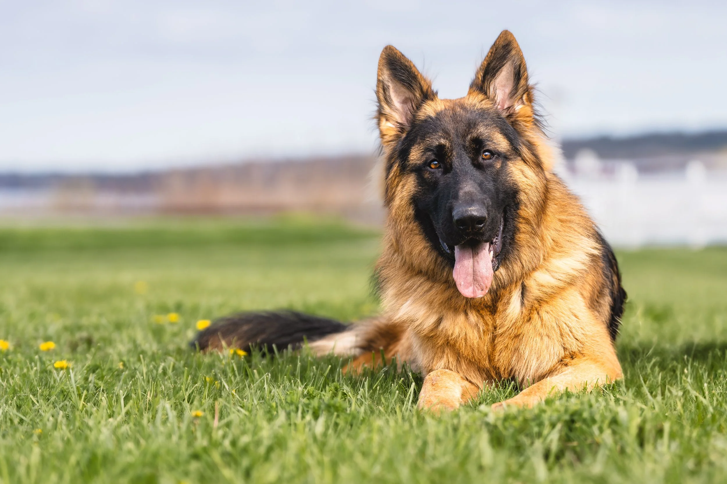 A German Shepherd dog lying on grass with yellow flowers, near water, with a blurred background of water and sky. Rockland maine pet dog photography midcoast maine and beyond