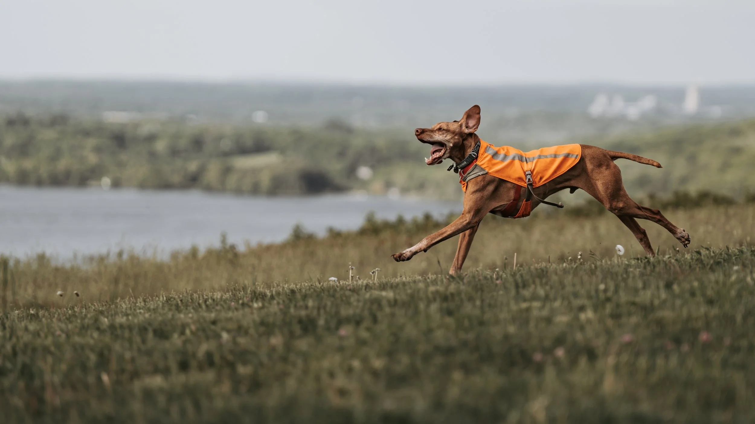 Vizsla running at Beech hill preserve Rockport maine midcoast dog pet photography photographer 