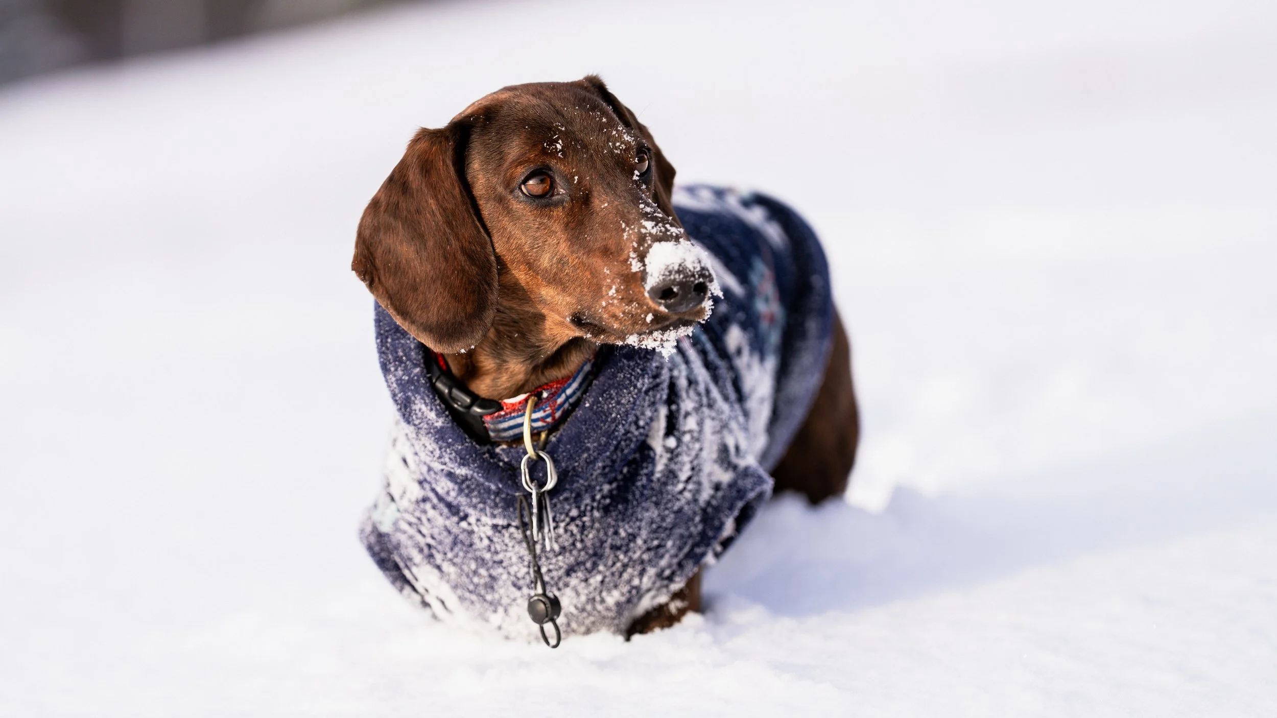 dachshund standing in the snow on Beech Hill Preserve Rockport Maine dog pet photographer midcoast  winter photoshoot