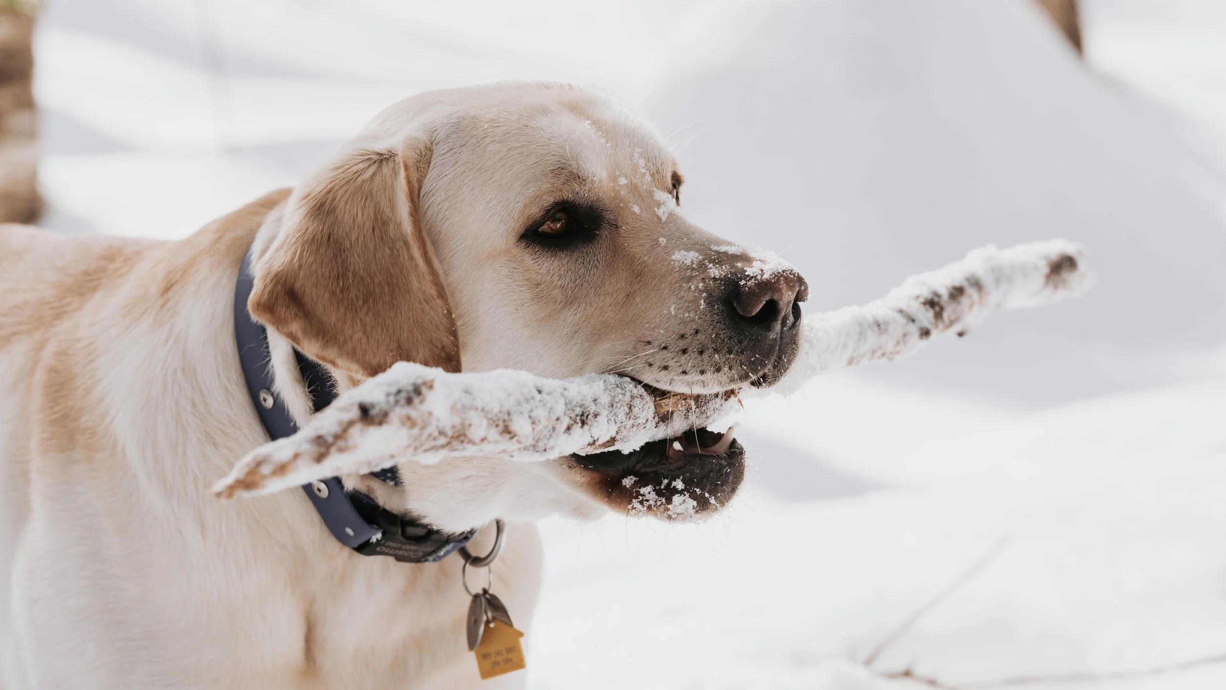 yellow Labrador with a frozen stick at Erickson Field Rockport maine dog pet photographer midcoast woods forrest winter photoshoot