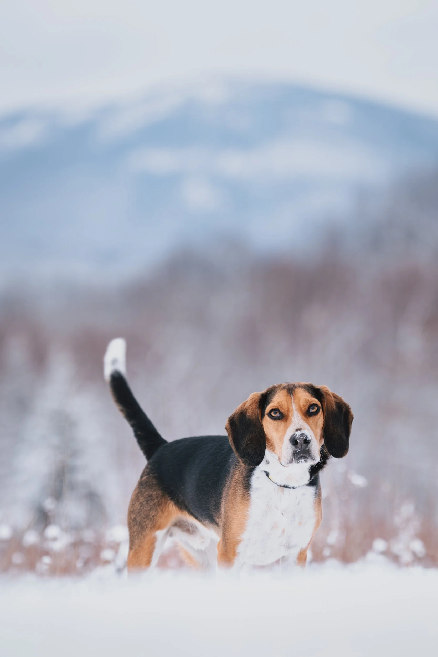 Ollie_Beagle_Rockport_Maine_dog_Photographer-2.jpg