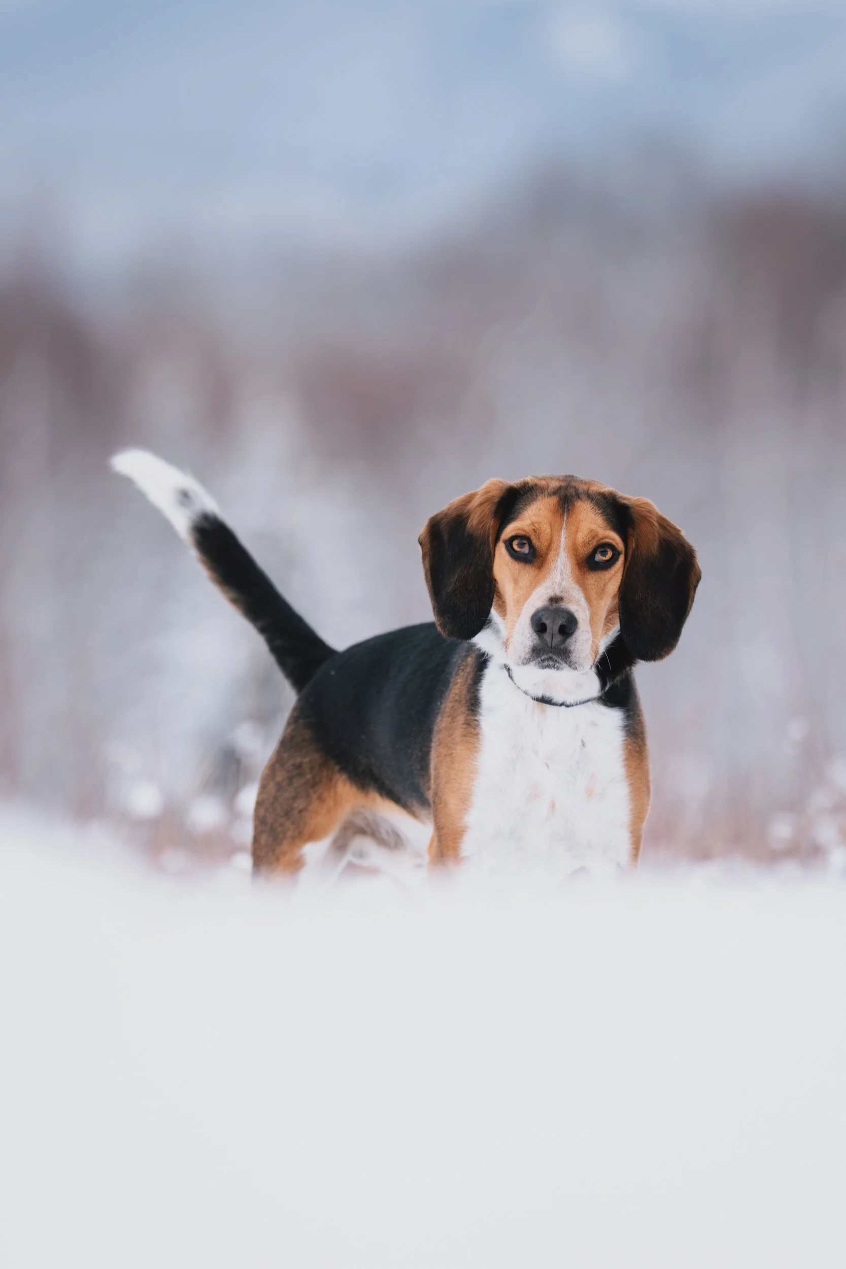 Ollie_Beagle_Rockport_Maine_dog_Photographer-1.jpg