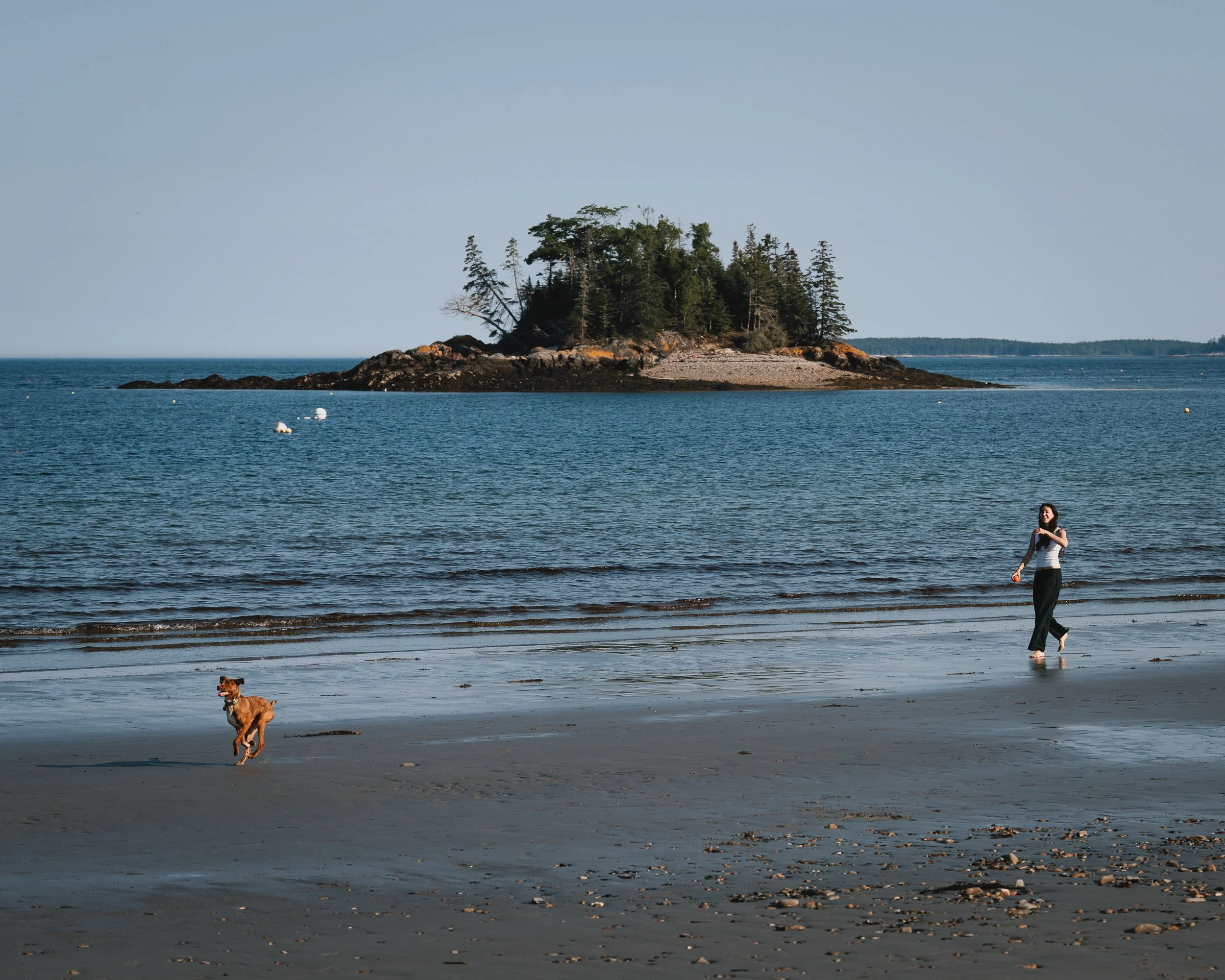 A coastal scene with a small rocky island covered in trees, surrounded by blue water under a clear sky. A woman is standing at the water's edge with a brown dog jumping playfully near her in the foreground.